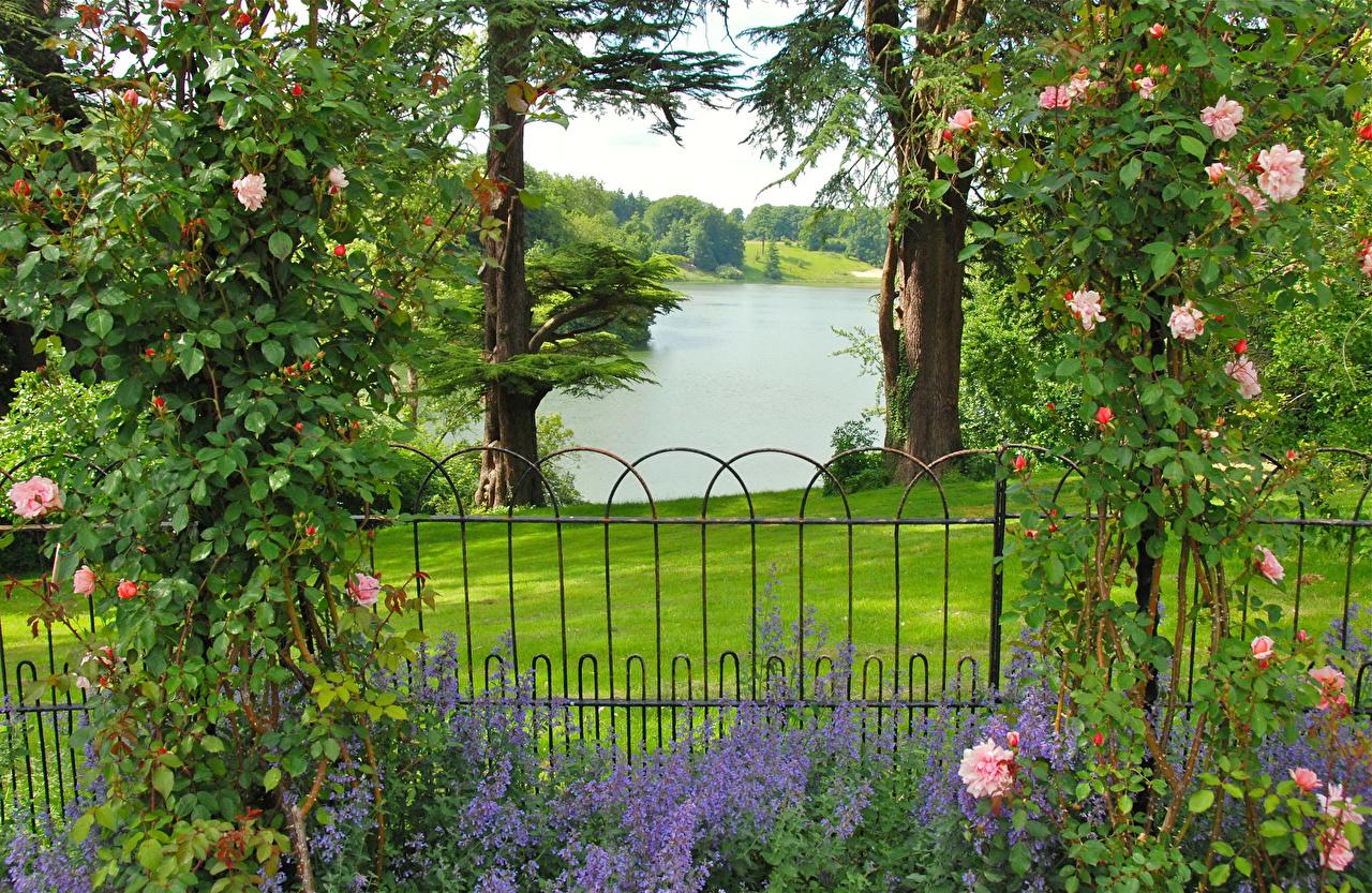 Wallpaper United Kingdom Oxfordshire Gardens Roses Nature Fence