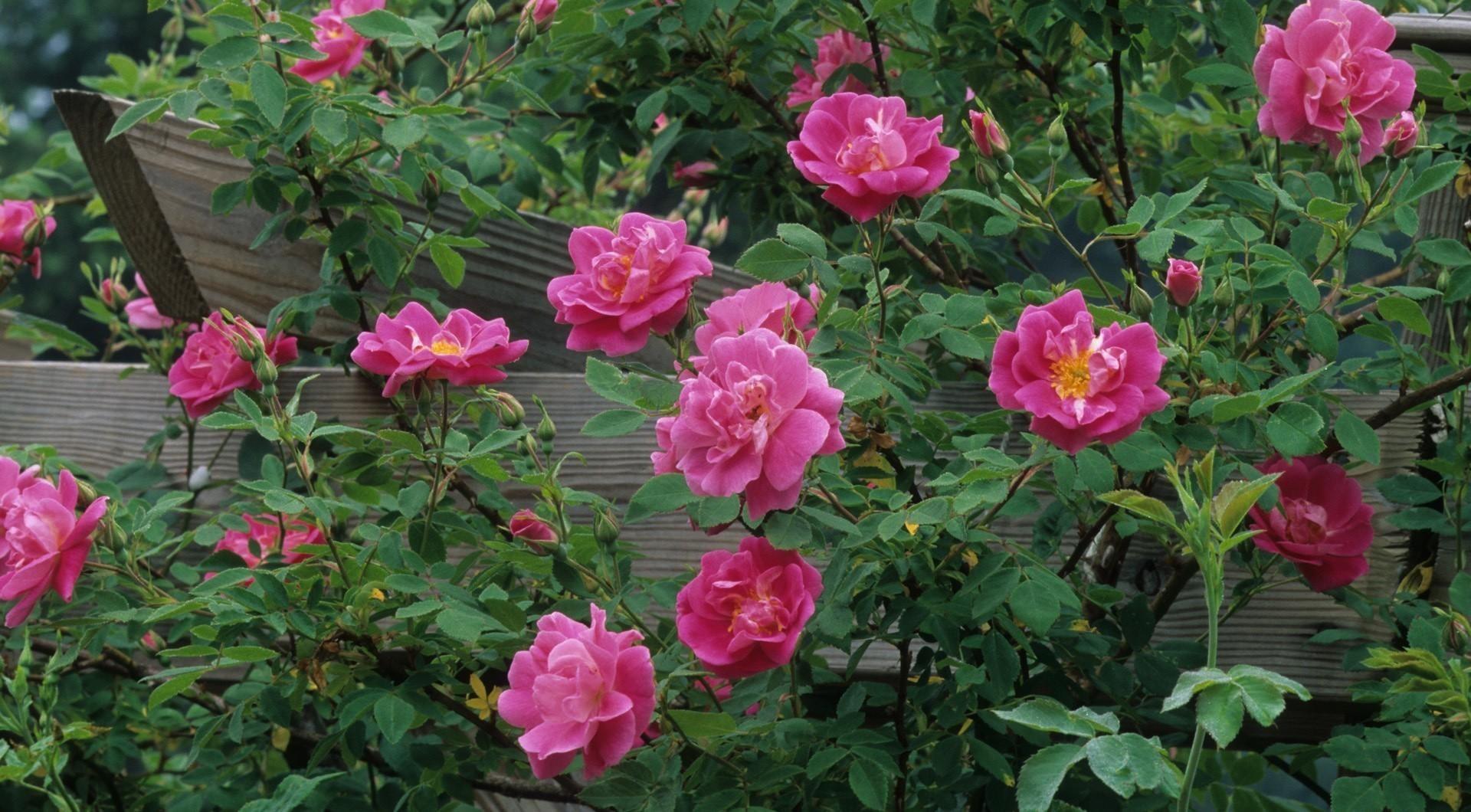 Rose, Garden, Flowering, Green, Fence wallpaper