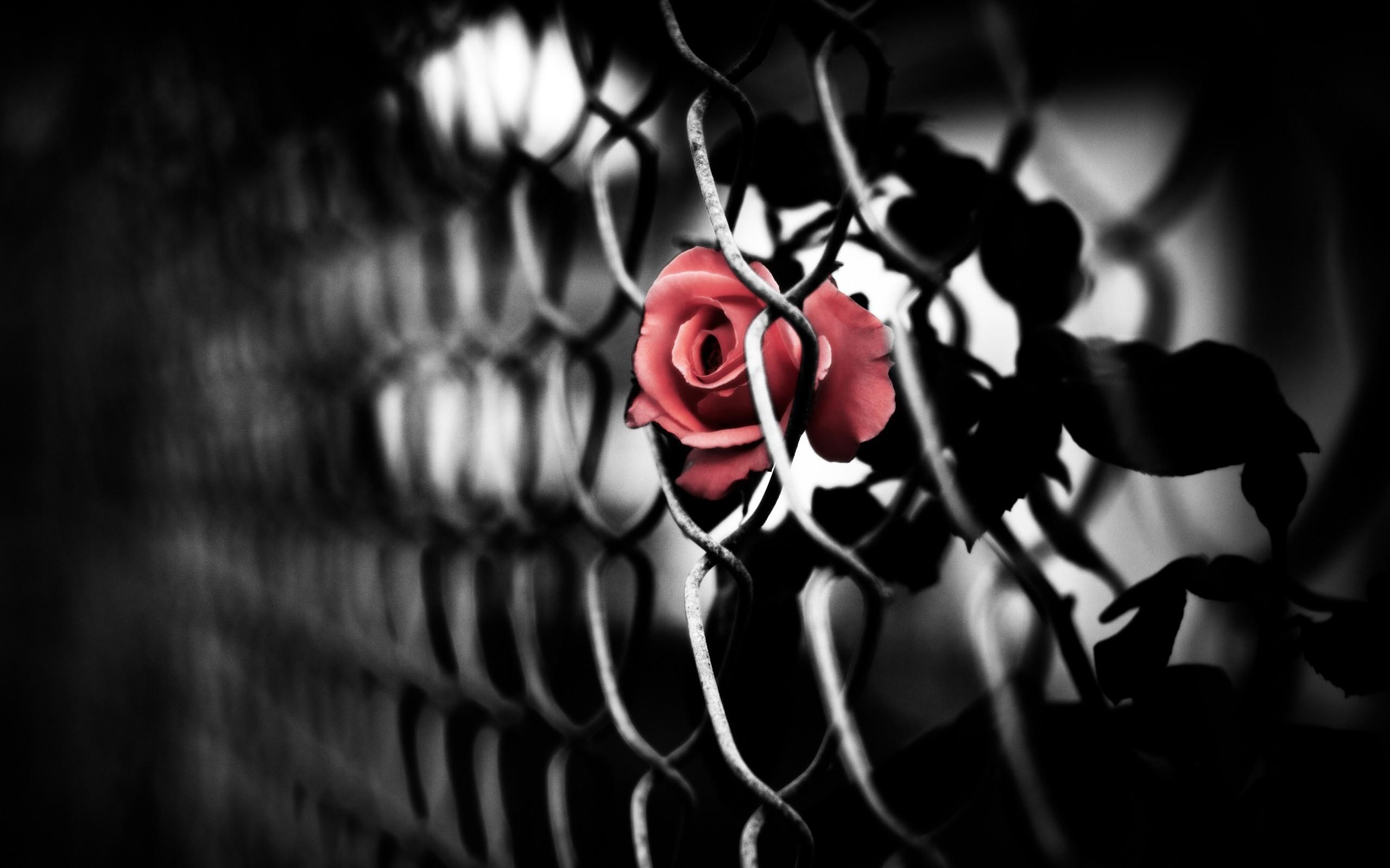 Trapped Flowers Wallpapers Wallpaper Cave
