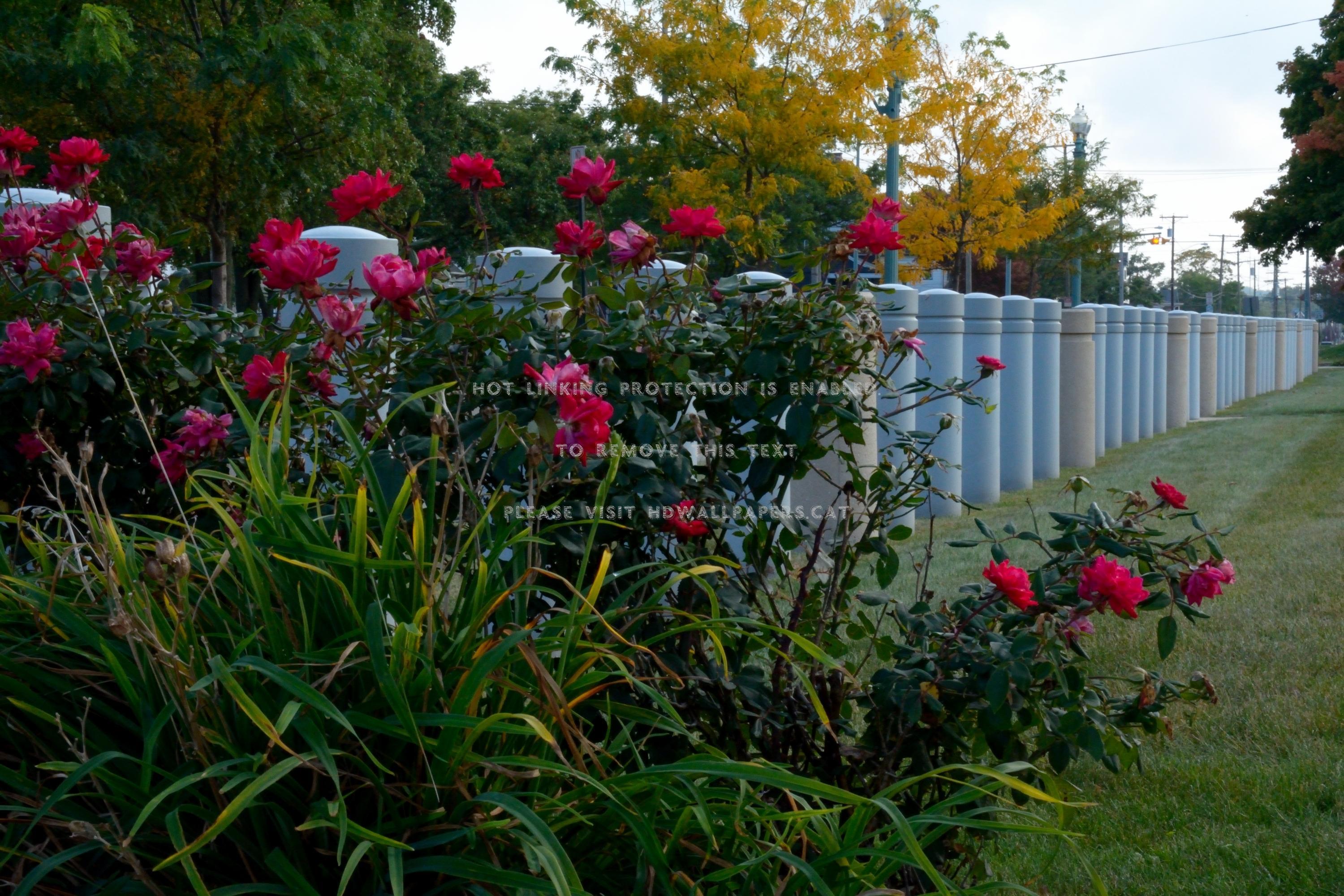 rosy fence rose bushes red pretty scenic