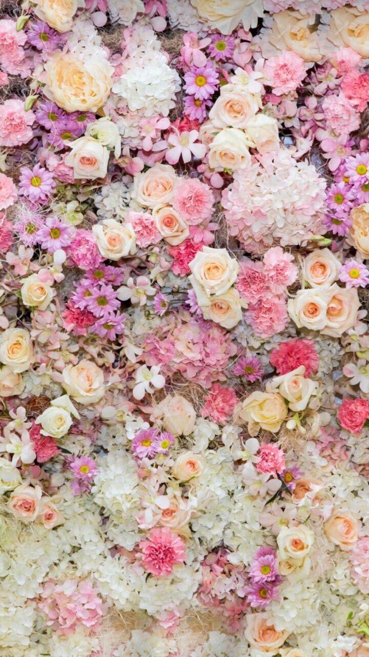 Rose on fence flower Pink Love spring HD wallpaper