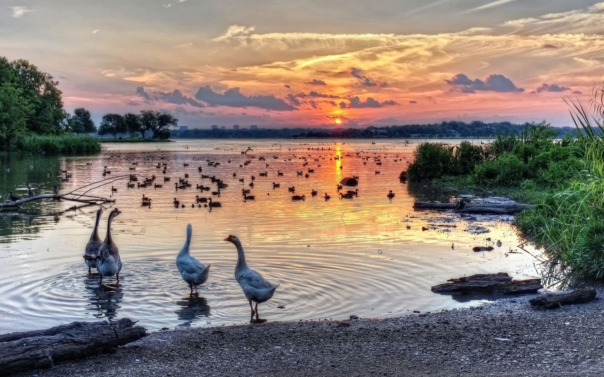 Geese at sunset lake wallpaper wallpaper