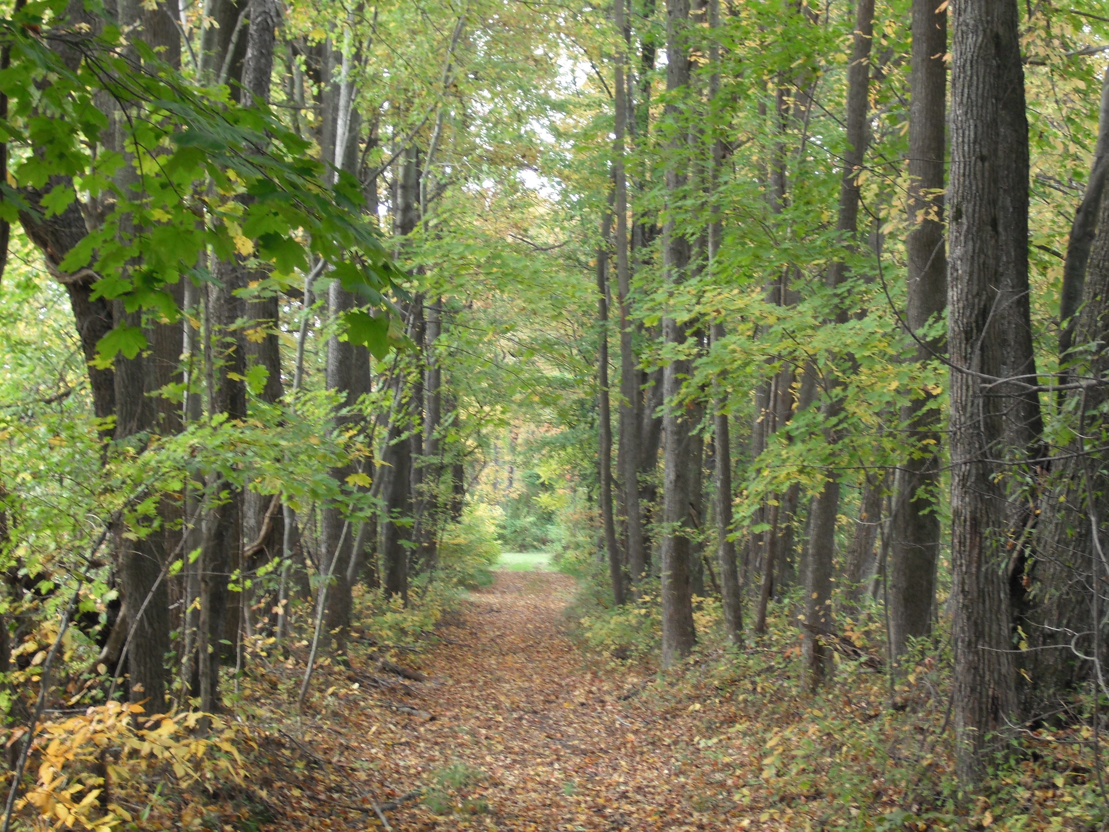 Path Through Woods forest park trees HD Wallpaper