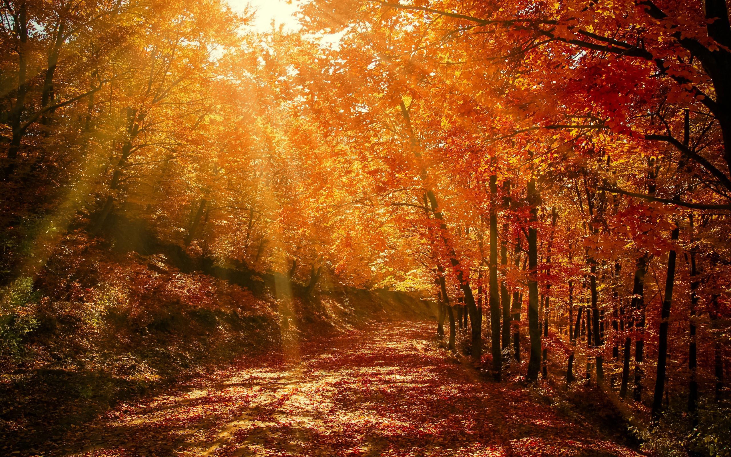 Download wallpaper 2560x1600 autumn, forest, park, foliage, sunlight widescreen 16:10 HD background
