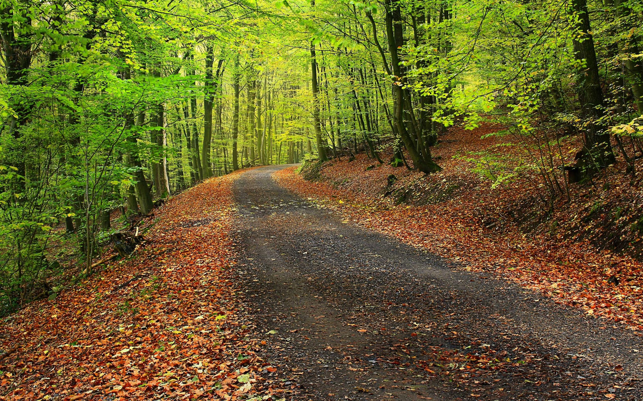 Forest park trees road landscape autumn wallpaper