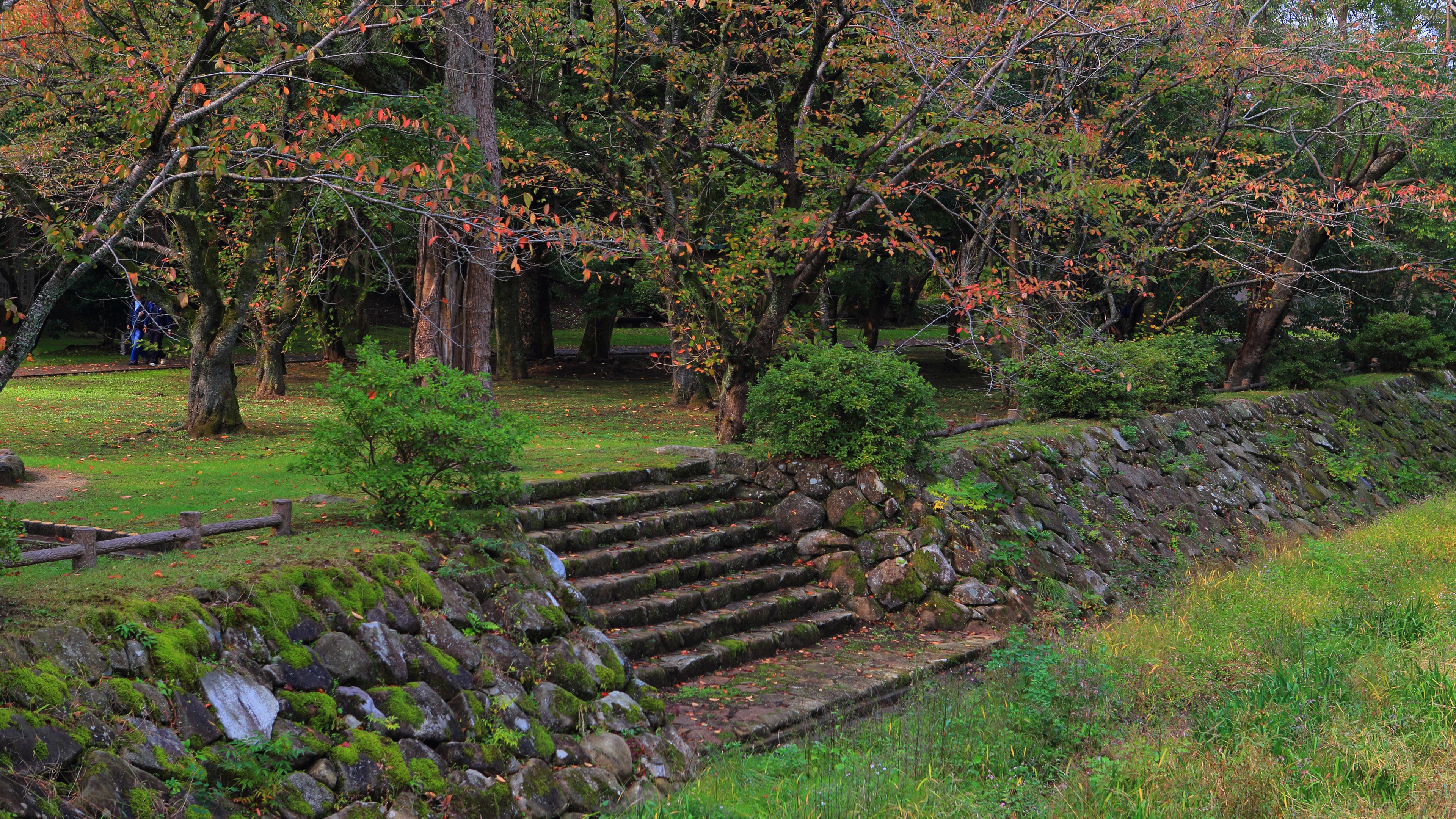 Autumn forest park wallpaper wallpaper