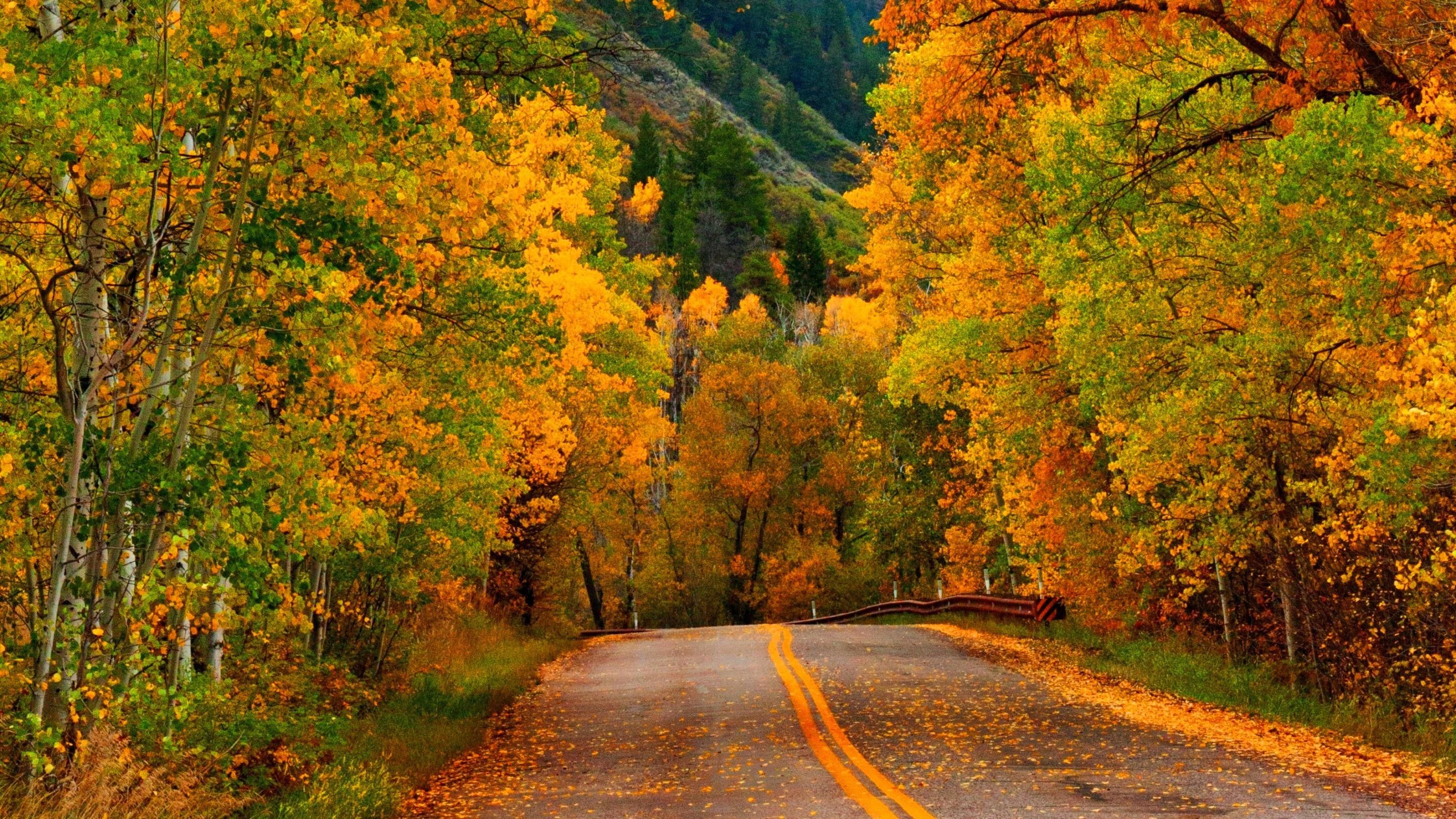 Nature Autumn Forest Park Road Wallpaper