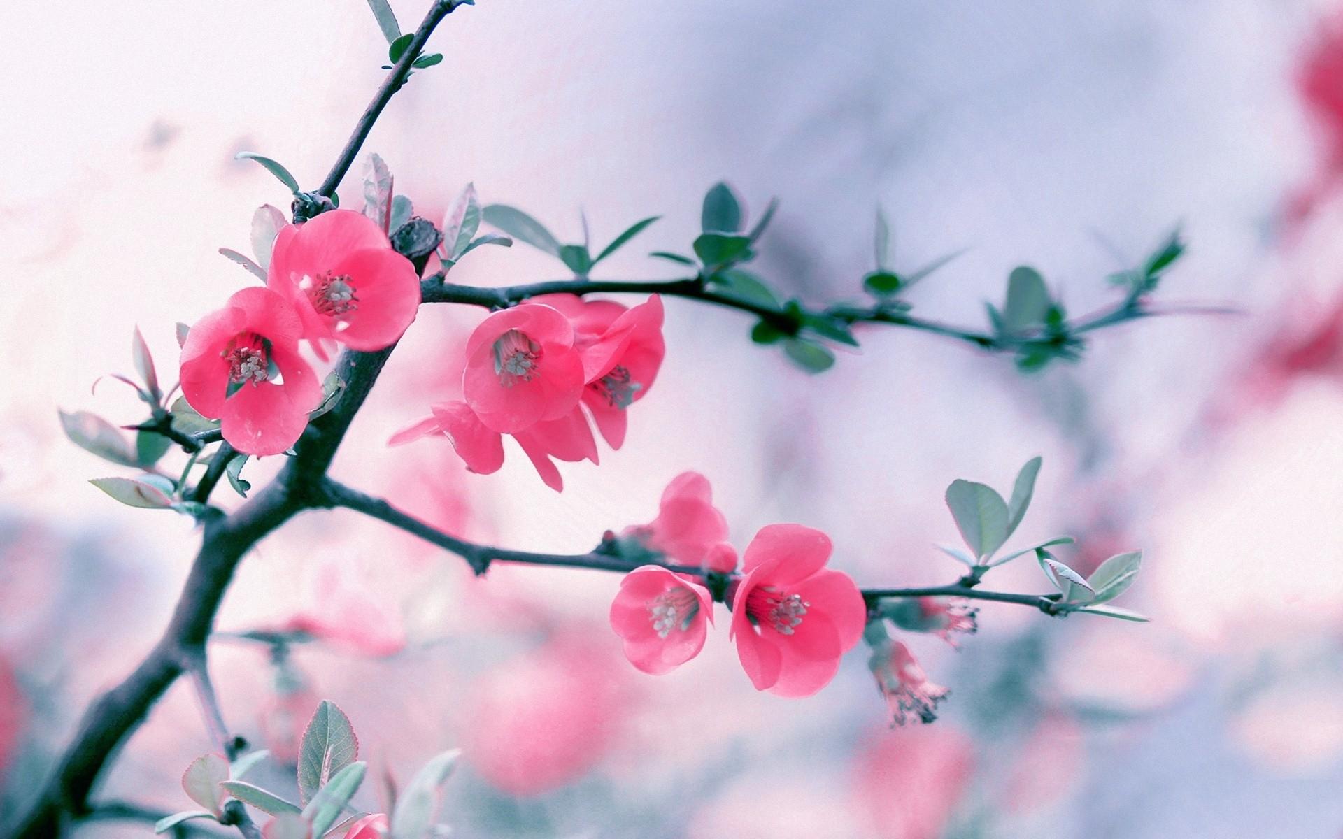 Spring Is Flowers Flower HD Wallpaper