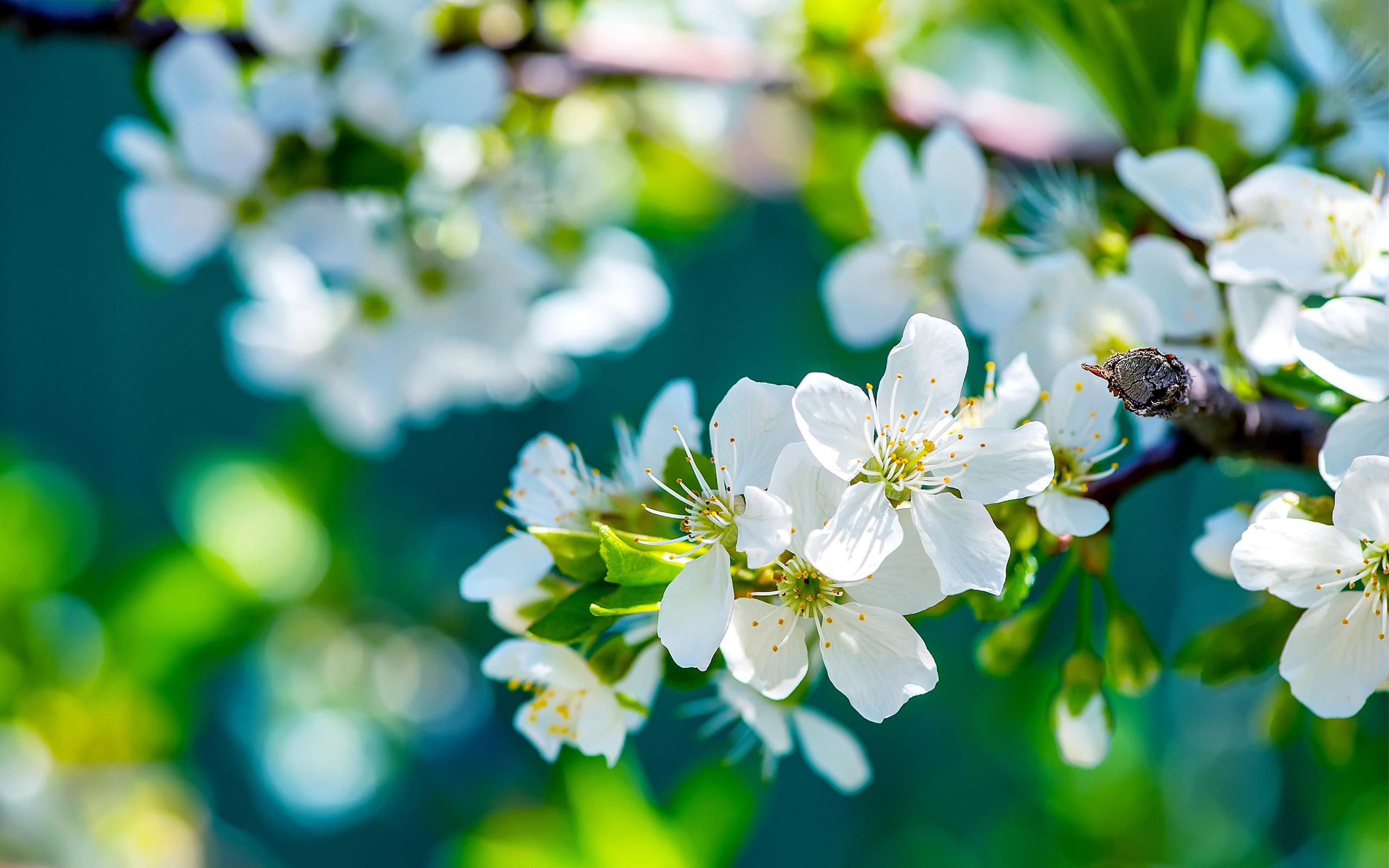 White Flowers Flower HD Wallpaper