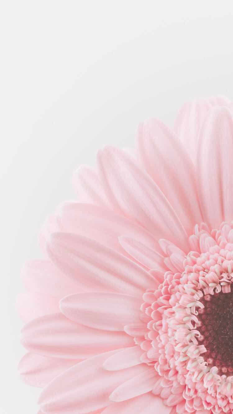 Beautiful Pastel Flower Wallpaper for iPhone