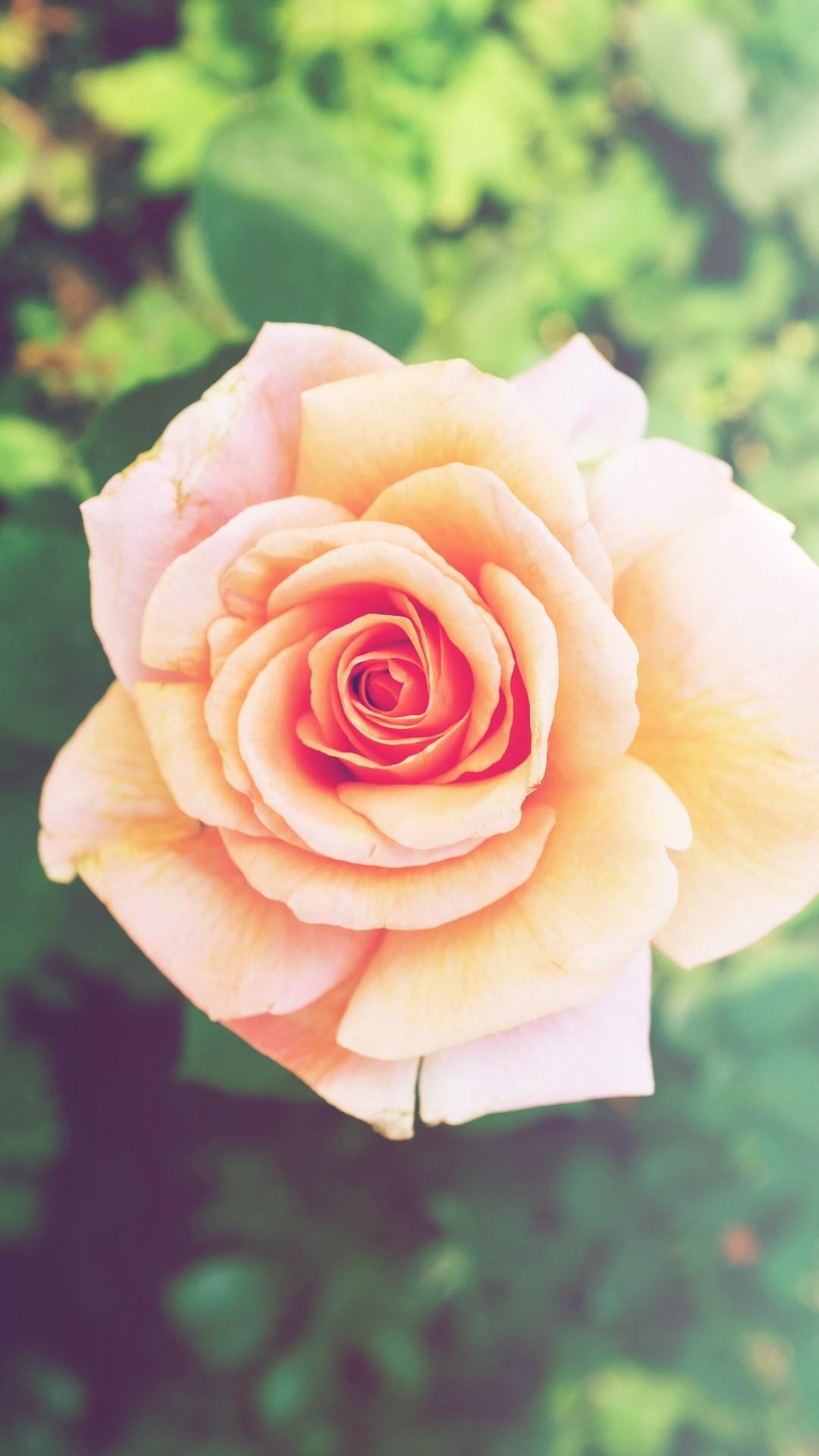 Pink Rose Flower iPhone 6 Plus HD Wallpaper HD