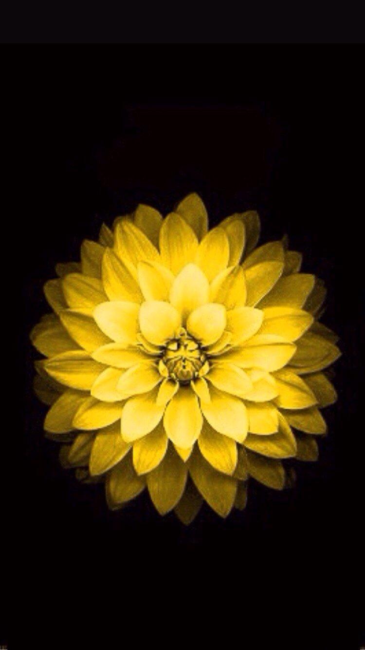 How do I get the iPhone 6 flower wallpaper from the Apple website