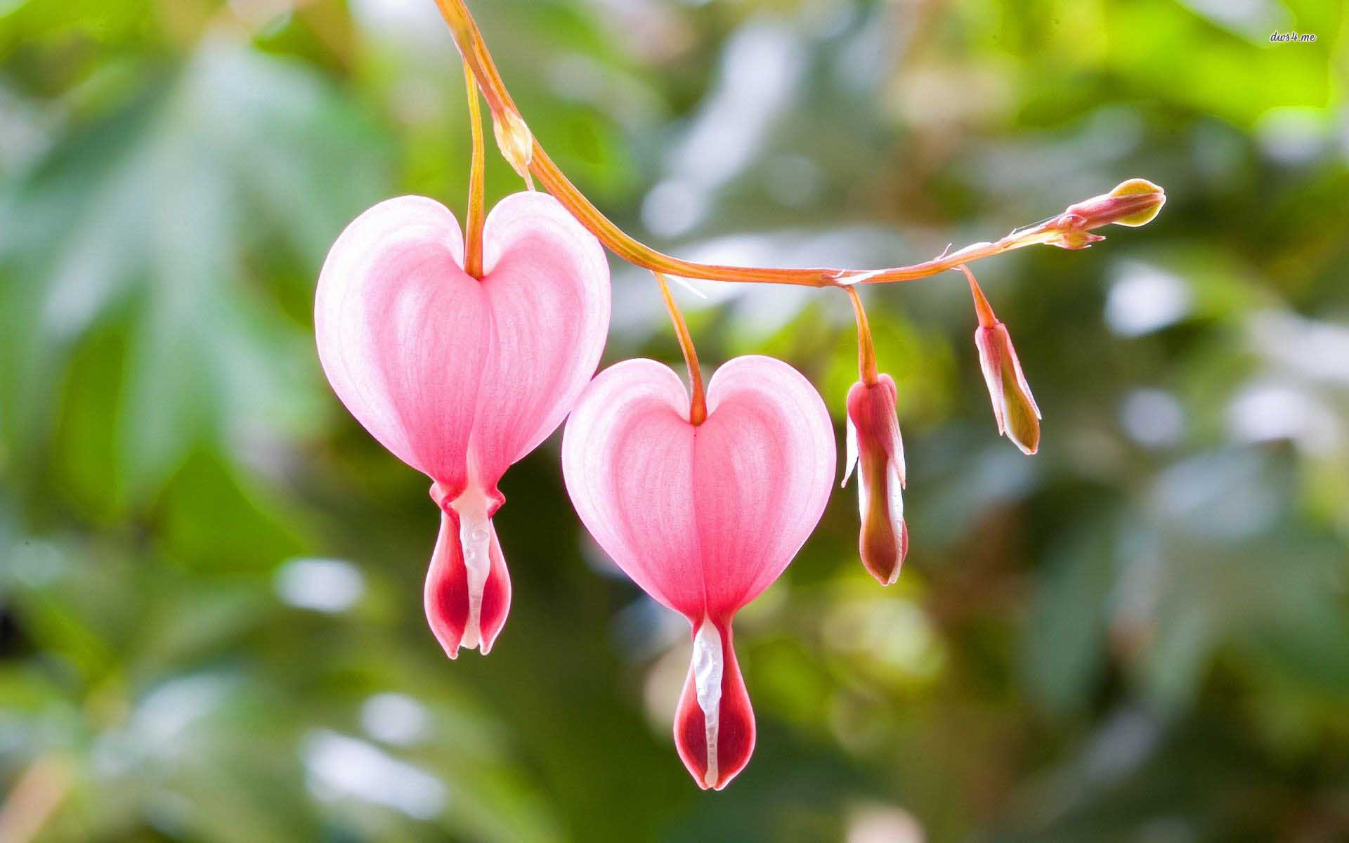 Bleeding Heart Flower Wallpaper