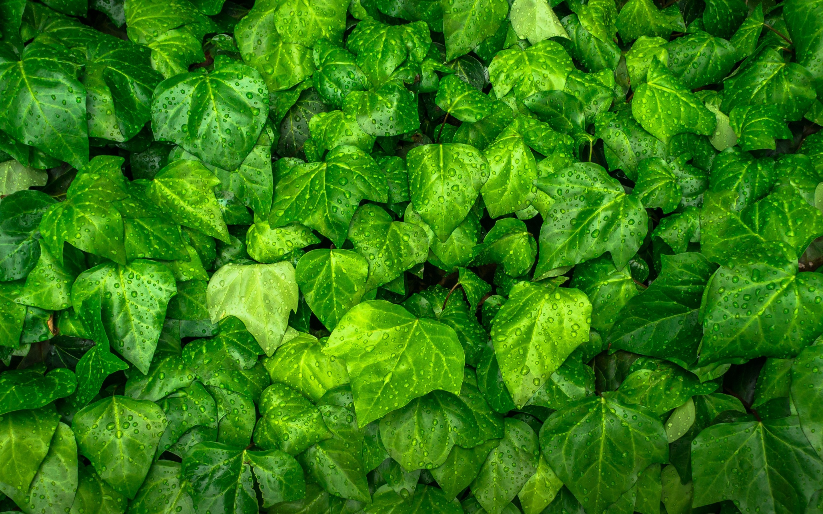 Download wallpaper green leaves, vegetative background
