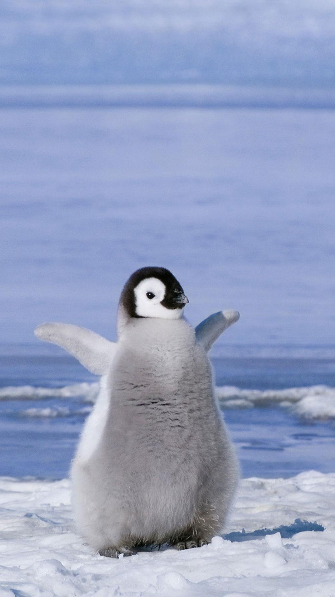 Penguin cute wallpaper hd for phone