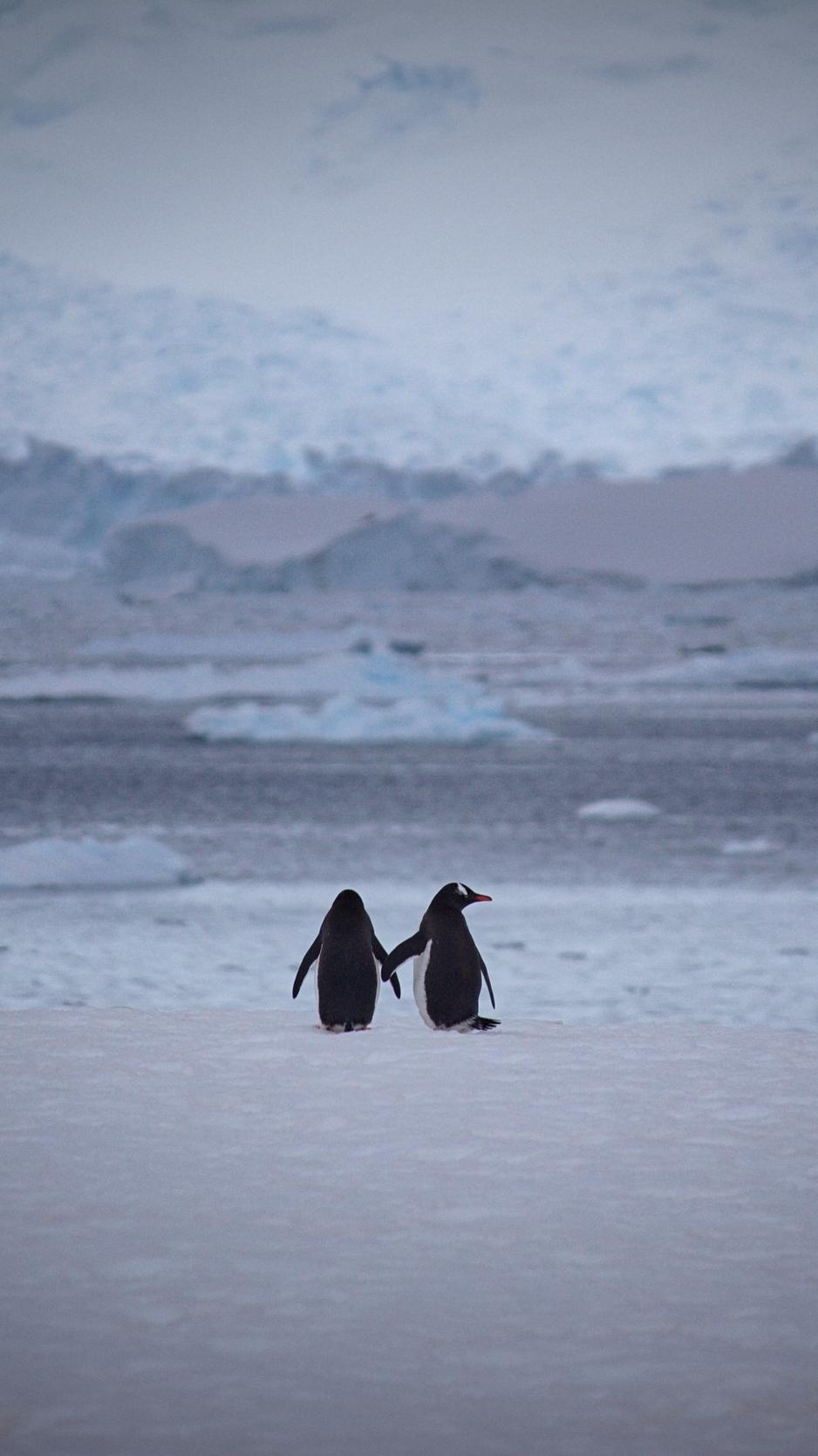 Download wallpaper 938x1668 penguins, couple, snow, walk