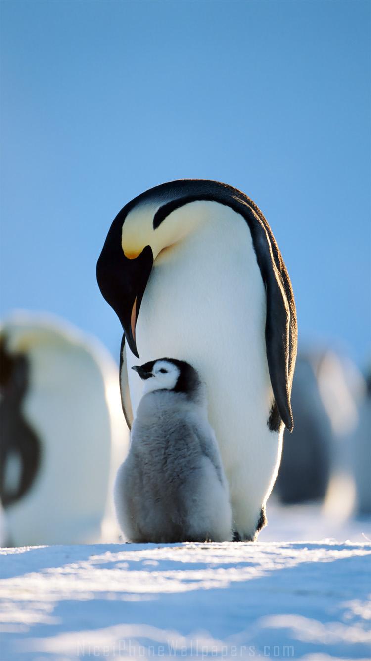 Penguin cute wallpaper hd for phone