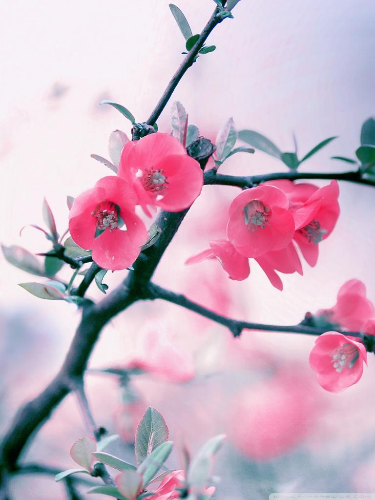 Branch Pink Flowers Spring HD Wallpaper