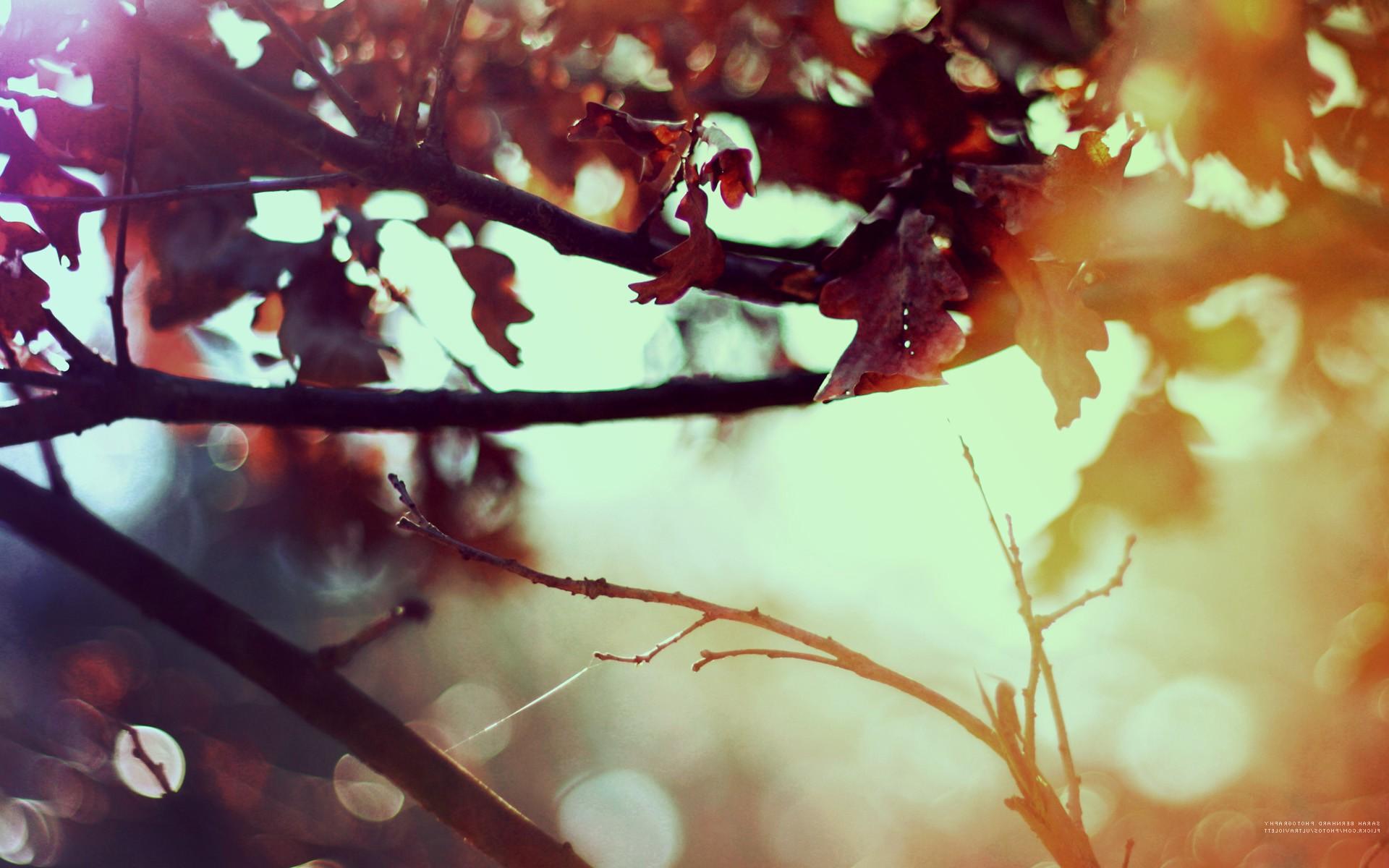 nature, Leaves, Fluid, Sunlight Wallpaper HD / Desktop
