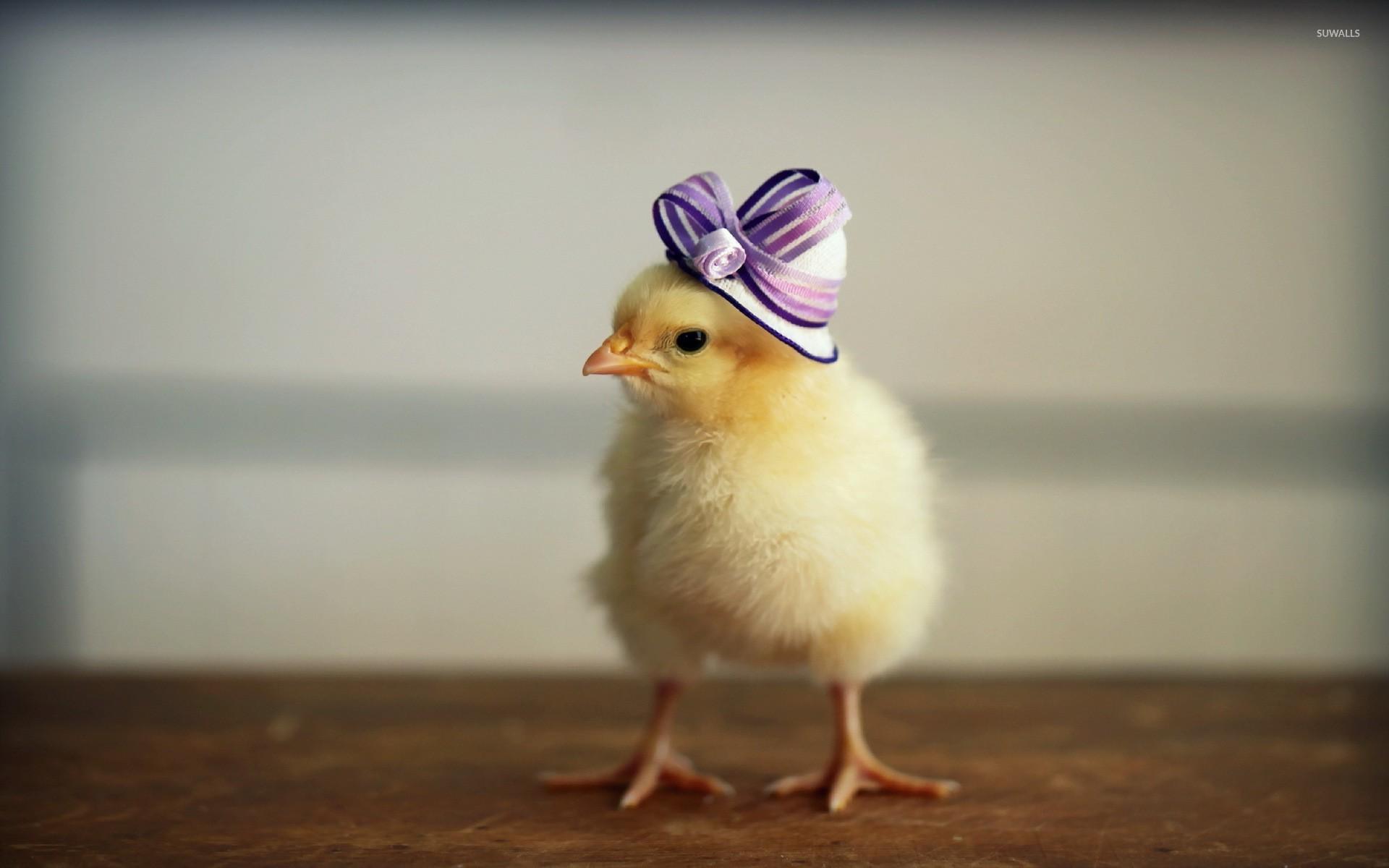 Chick with a purple hat wallpaper wallpaper