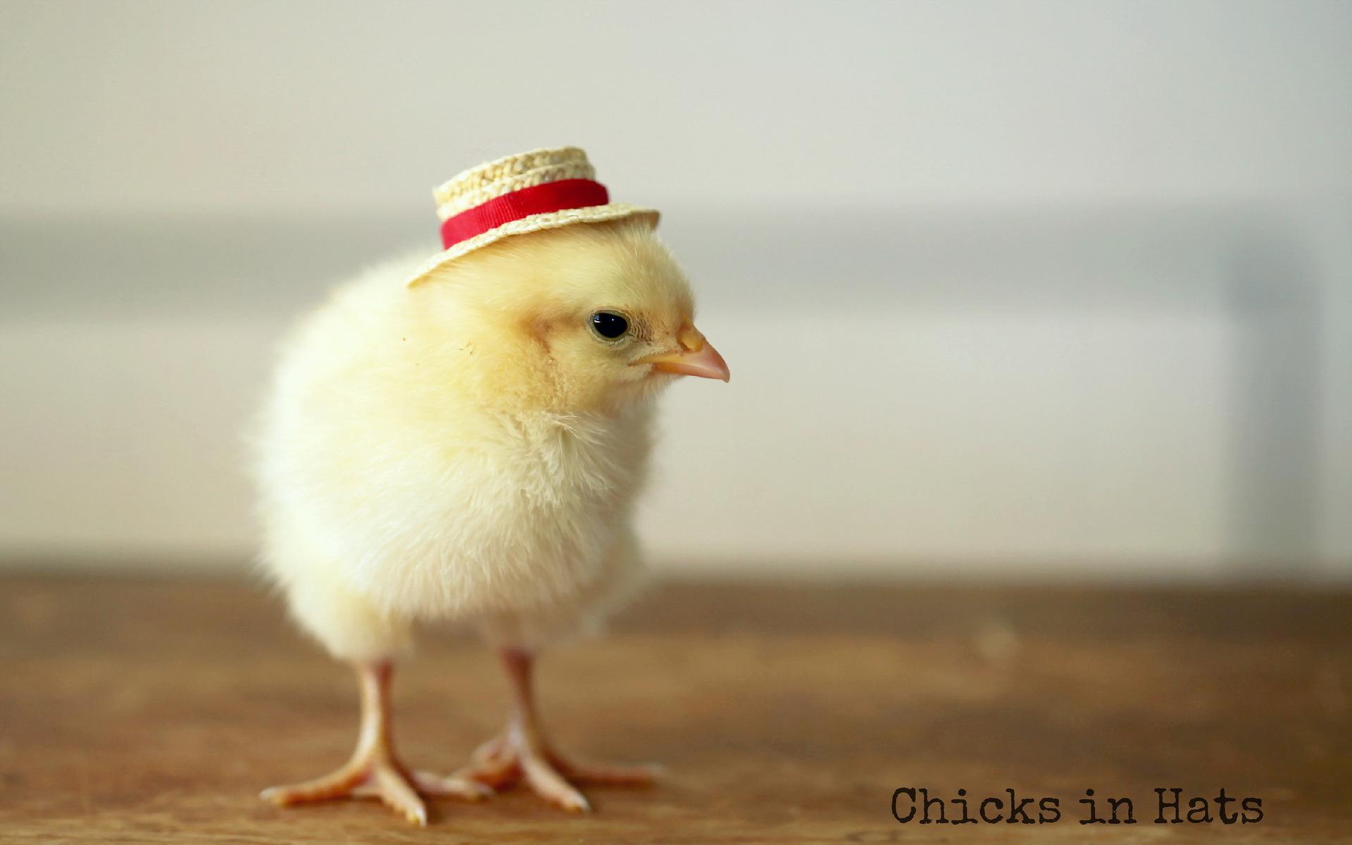 Cute chick with a straw hat wallpaper