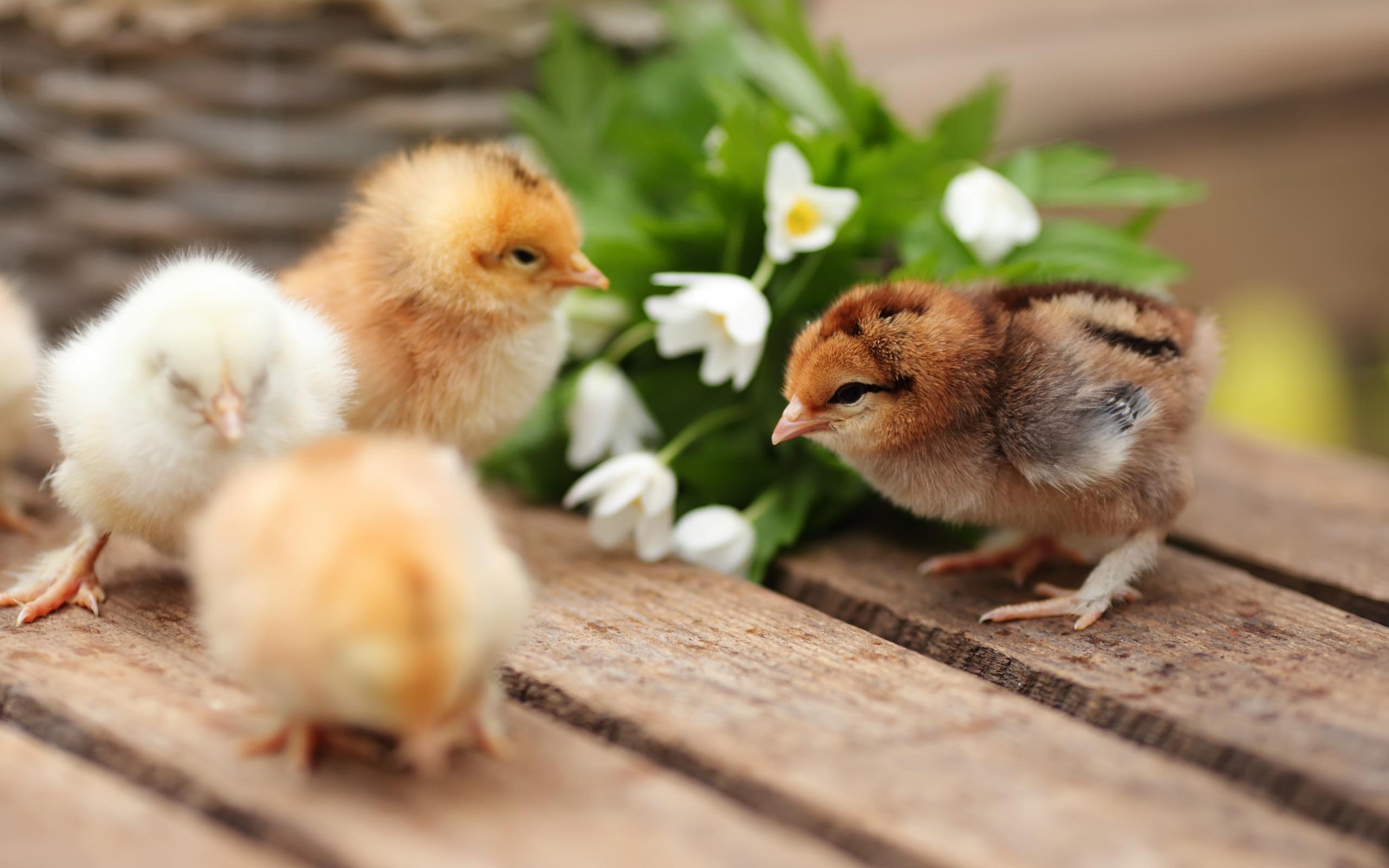 Download wallpaper Chickens, small birds, spring, cute