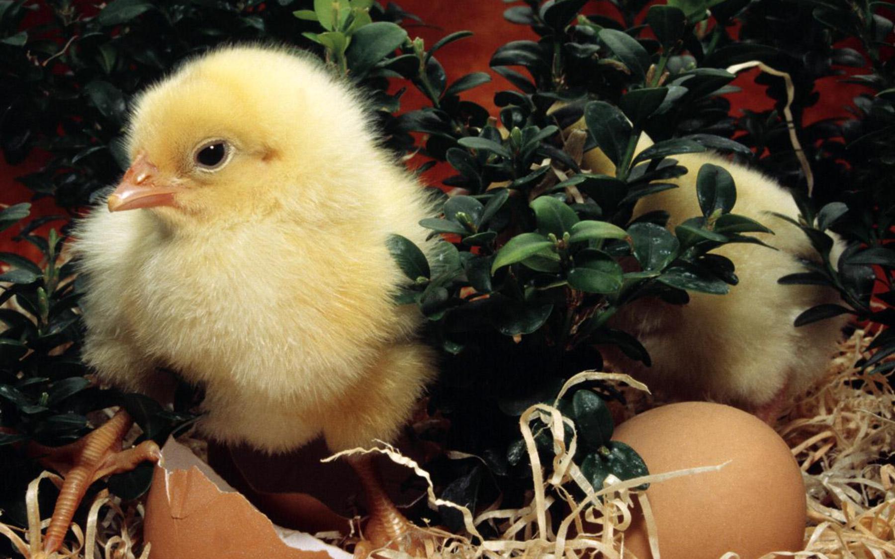 Free New Born Easter Day Chick Picture wallpaper Wallpaper
