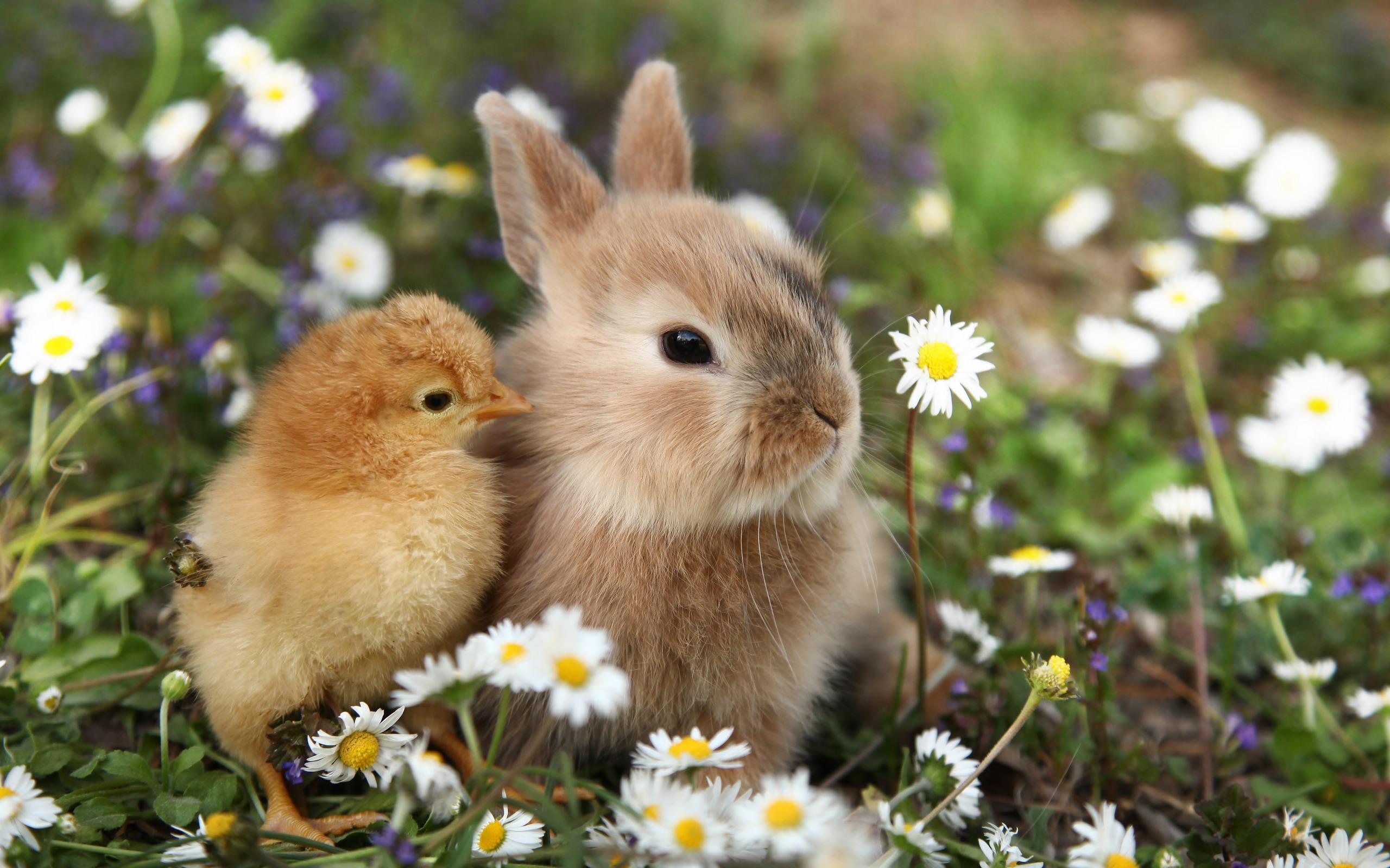 Download wallpaper cute animals, rabbit, little chick