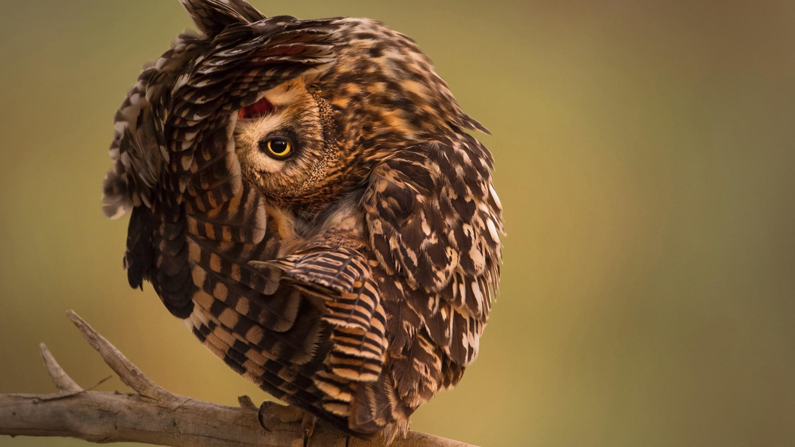 Wallpaper National Geographic, 4k, HD wallpaper, Owl, Funny