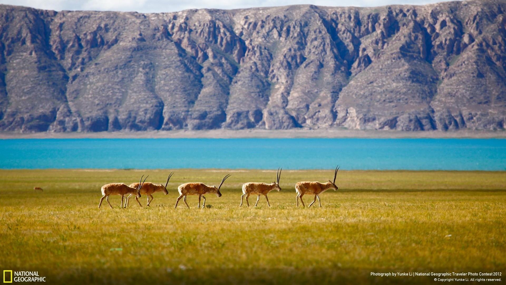 National Geographic wallpaperDownload free amazing HD