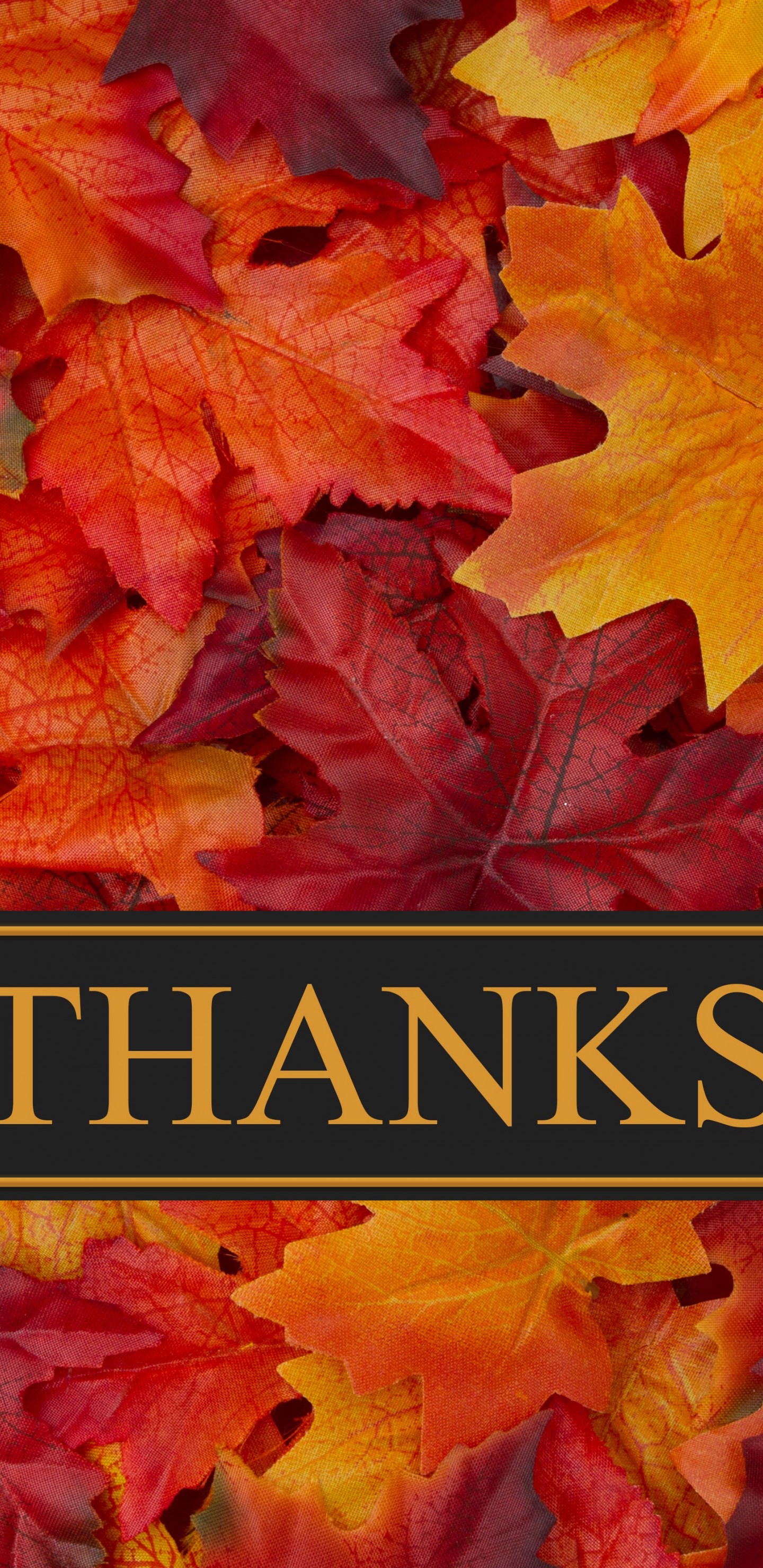 Download Wallpaper 1440x2960 Happy thanksgiving, leaf