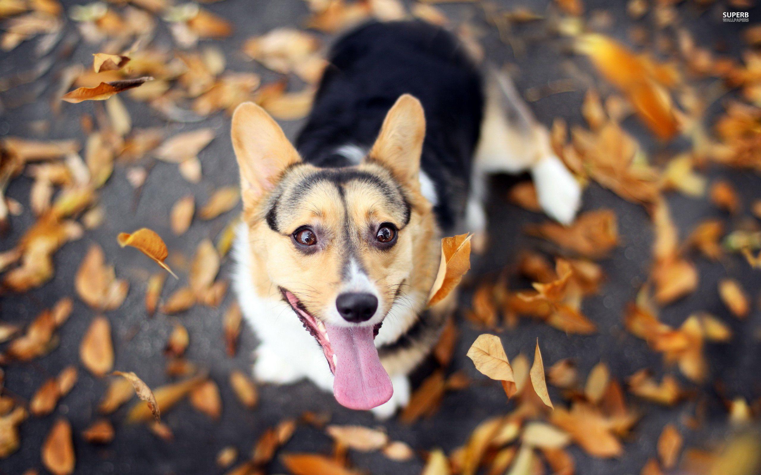 47++ Corgi Wallpaper and Photo In 4K Ultra HD For Download