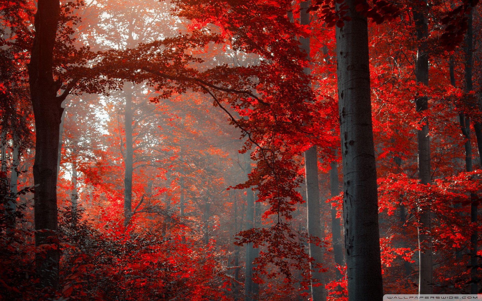 Red Fall Forest Wallpaper