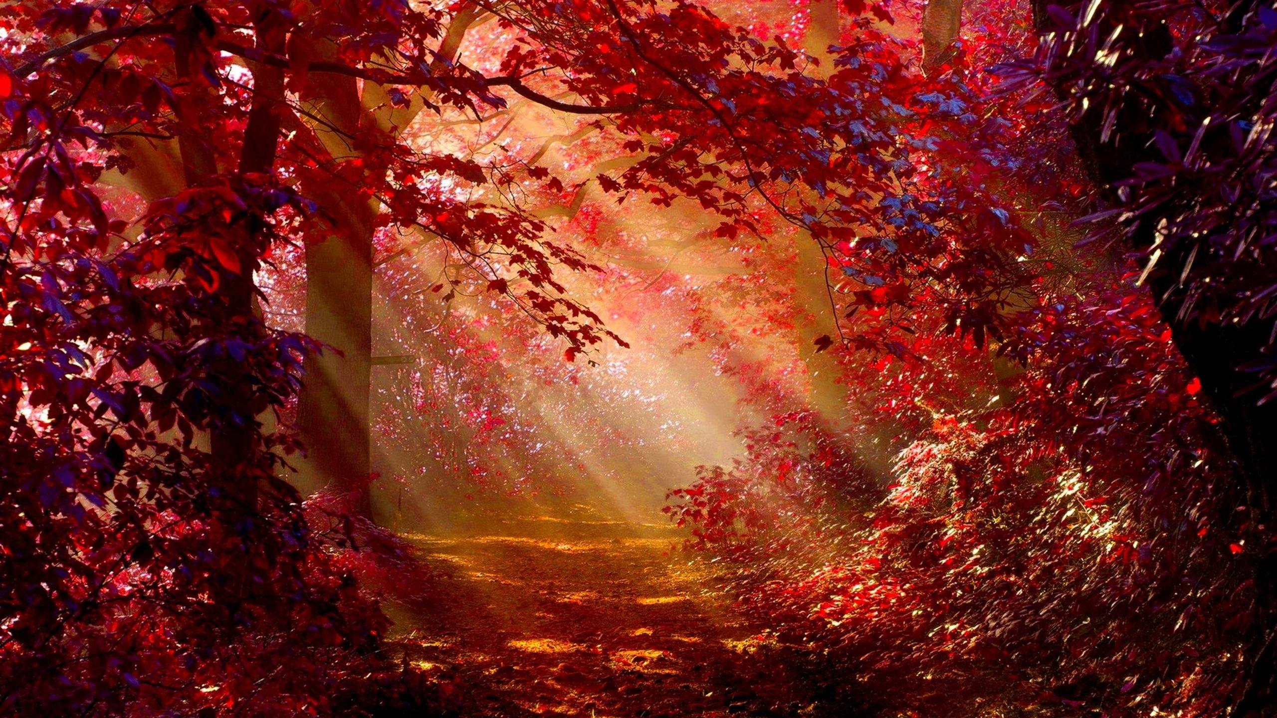 Sunlight In Autumn Forest 1440P Resolution HD 4k