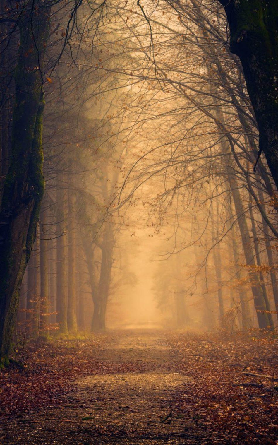 Foggy Autumn Forest Morning Free 4K Ultra HD Mobile Wallpaper
