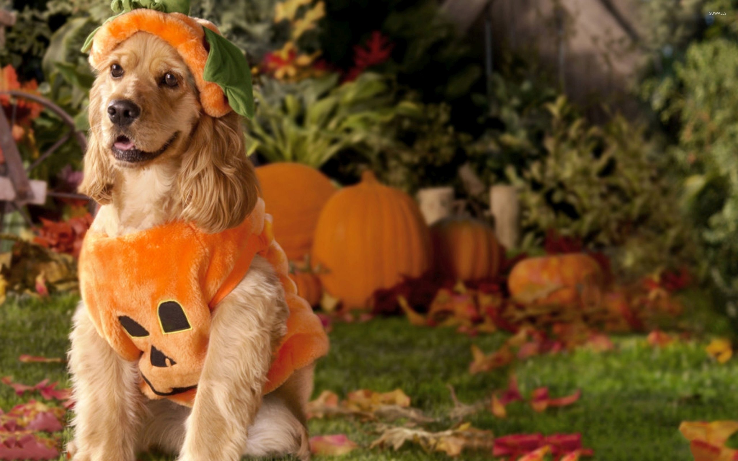 Dog dressed as a pumpkin wallpaper wallpaper