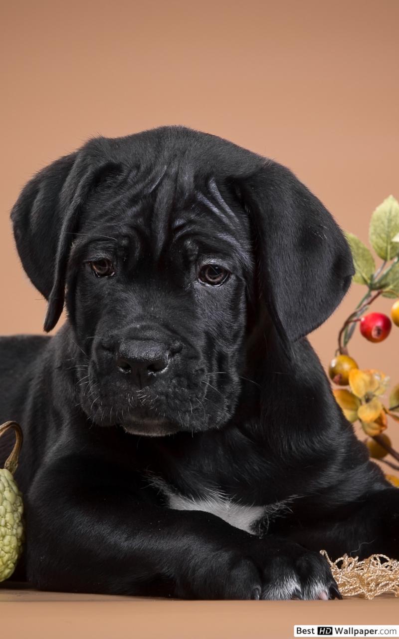 Black Dog With The Pumpkin HD Wallpaper Download