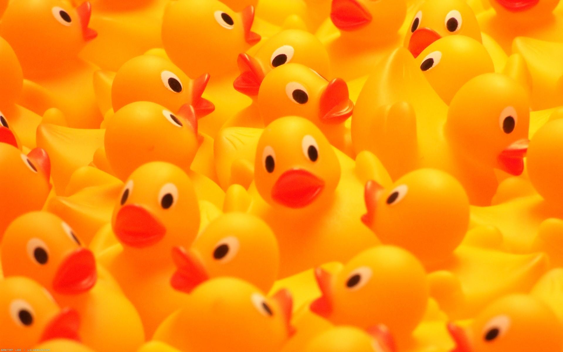 rubber ducks 1920x1200 wallpaper High Quality Wallpaper