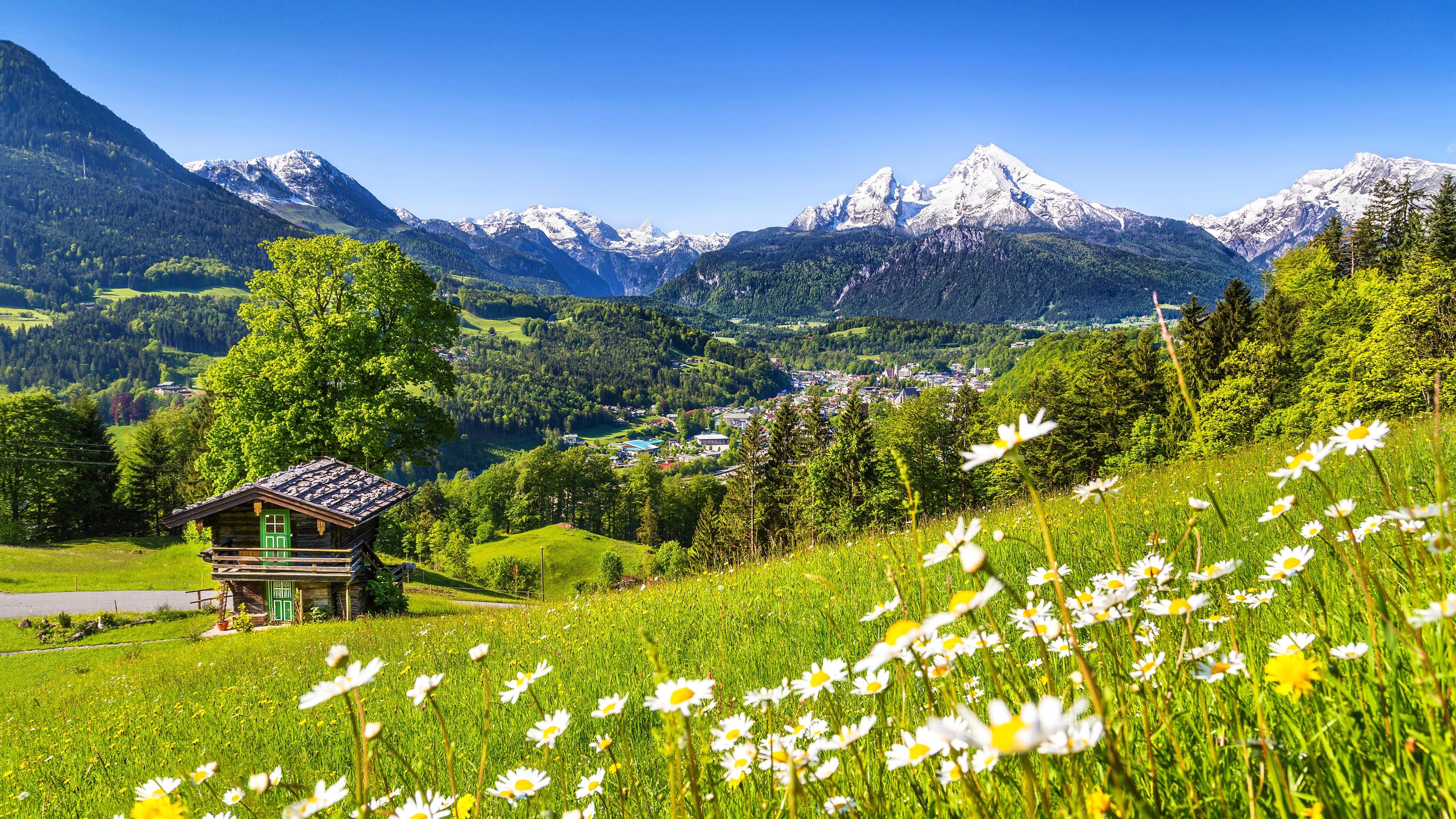 Wallpaper Alps, 5k, 4k wallpaper, Germany, Meadows, mountains, grass, daisies, Nature