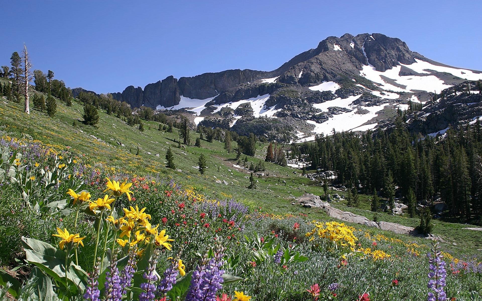 Slope, Mountains, Meadow, Flowers, Snow, Top