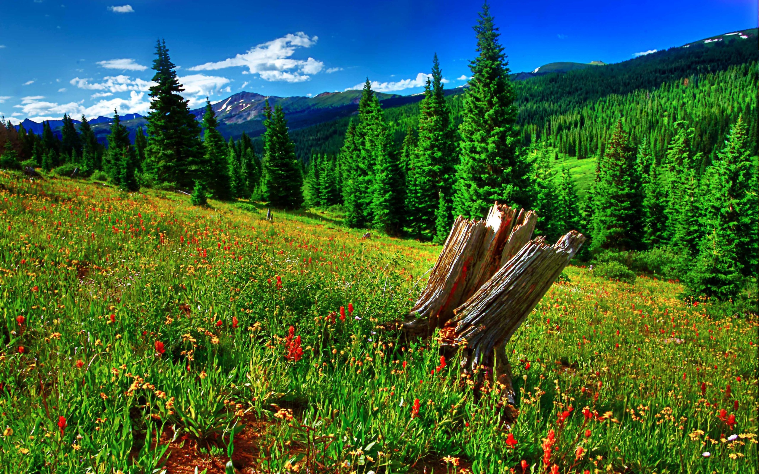Hdr Photography Forests Grass Meadows Wallpaper