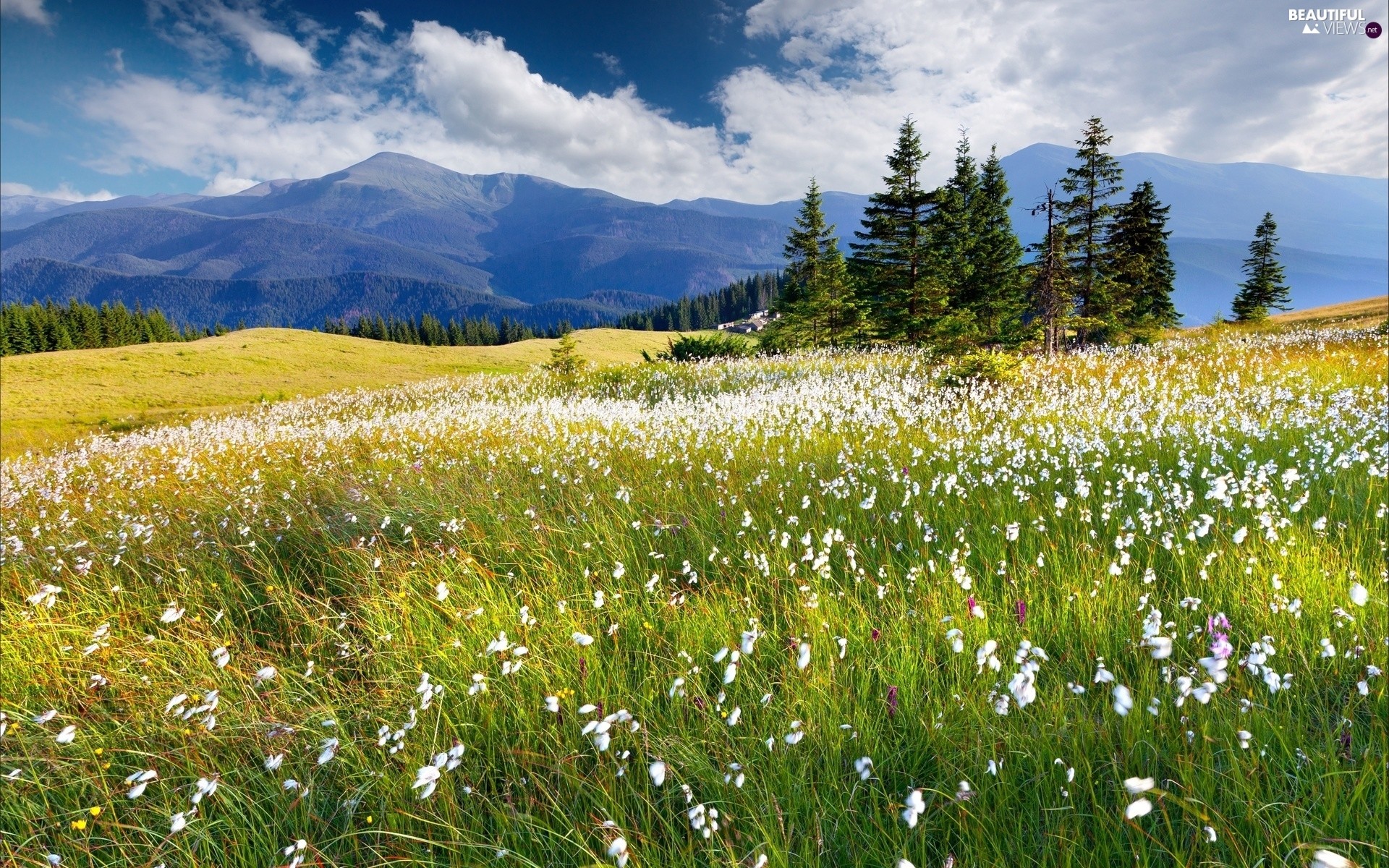 Spring Meadow Wallpaper background picture