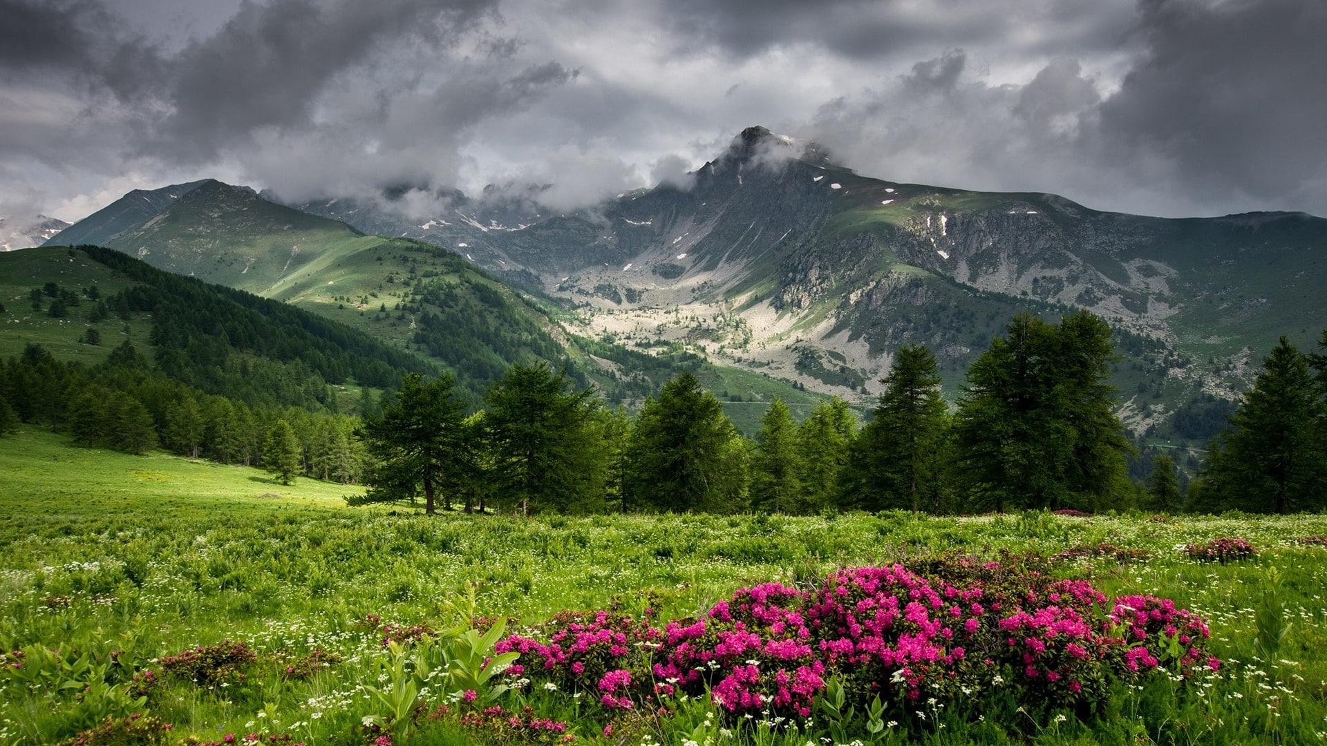 Meadow Mountains Wallpapers Wallpaper Cave