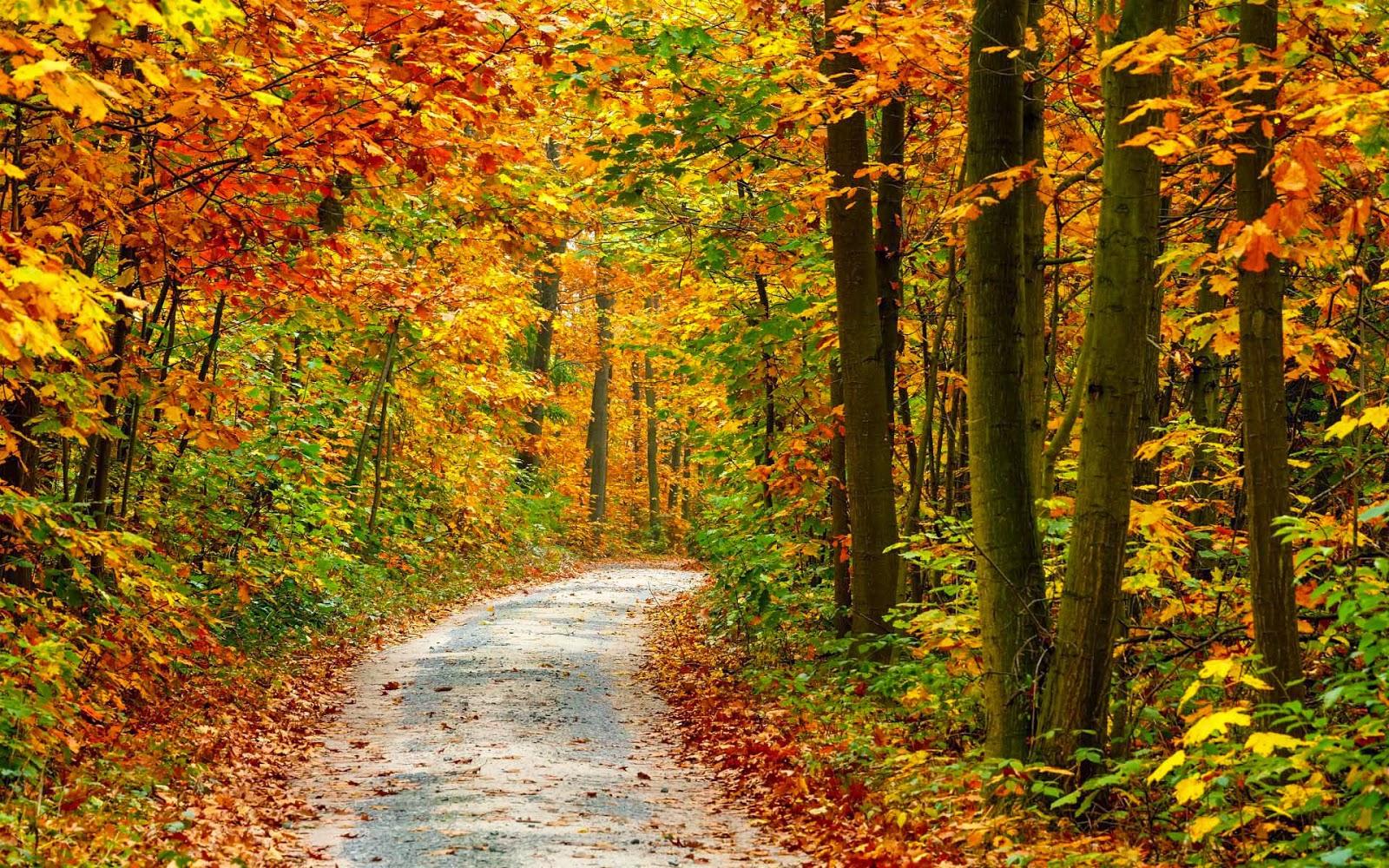 HD Herbst hintergrundbilder