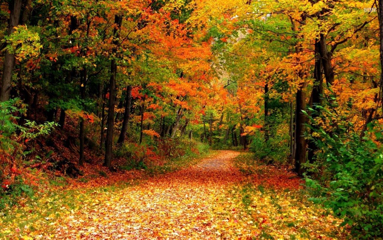 Wunderbare Herbst Wald & Lane Hintergrundbilder. Wunderbare