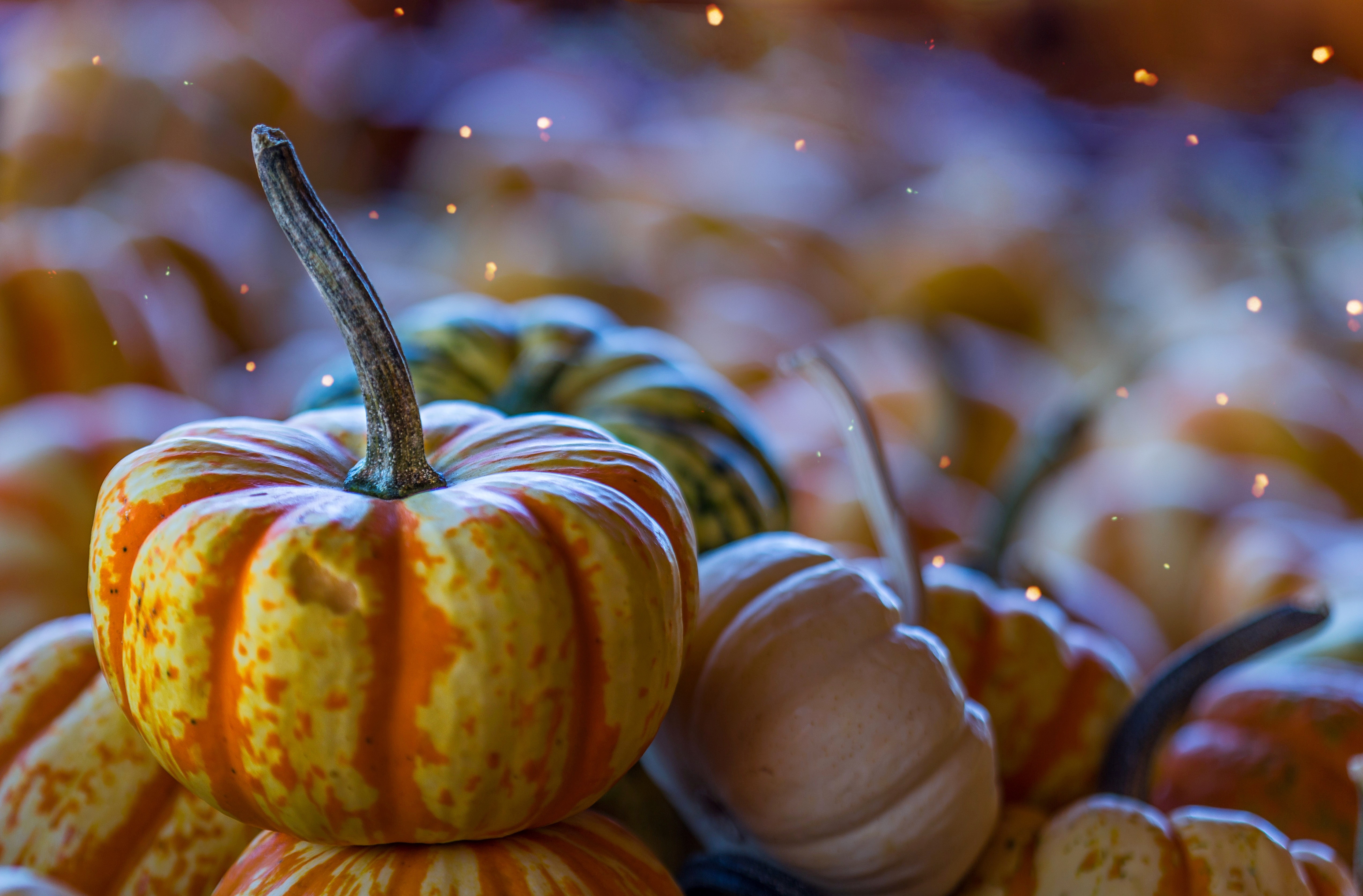 5084x3344 #gourd, #thanksgiving, #herbst, #vegetable, #light leak, #orange, #pumpkin, #light flare, #closeup, #magical, #stem, #fall, #season, #autumn, #light, #fairy light, #harvest, #PNG image, #bokeh, #wallpaper, # magic. Mocah.org HD