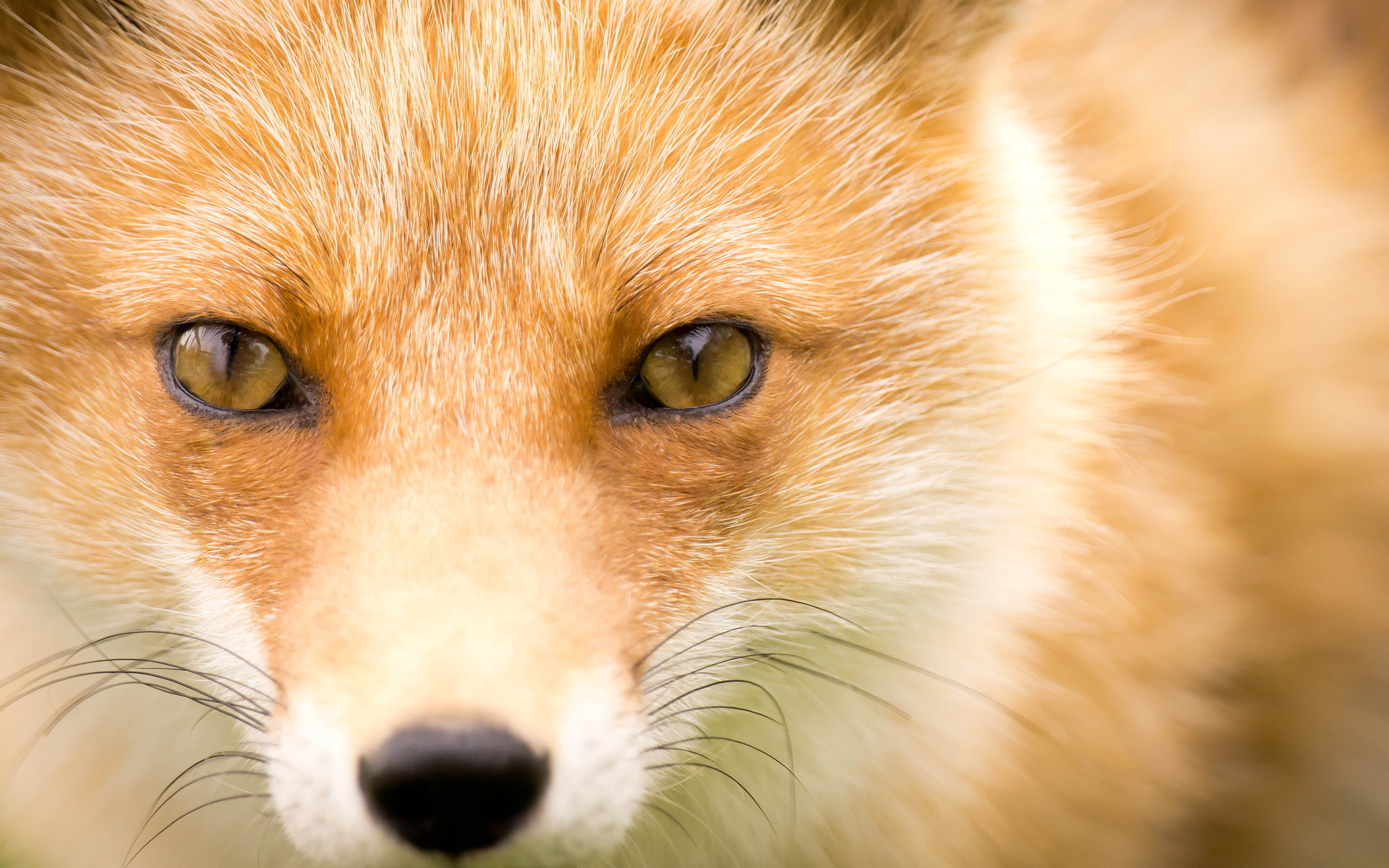 A 4K ultra hd wallpaper of a fox dressed in a computer