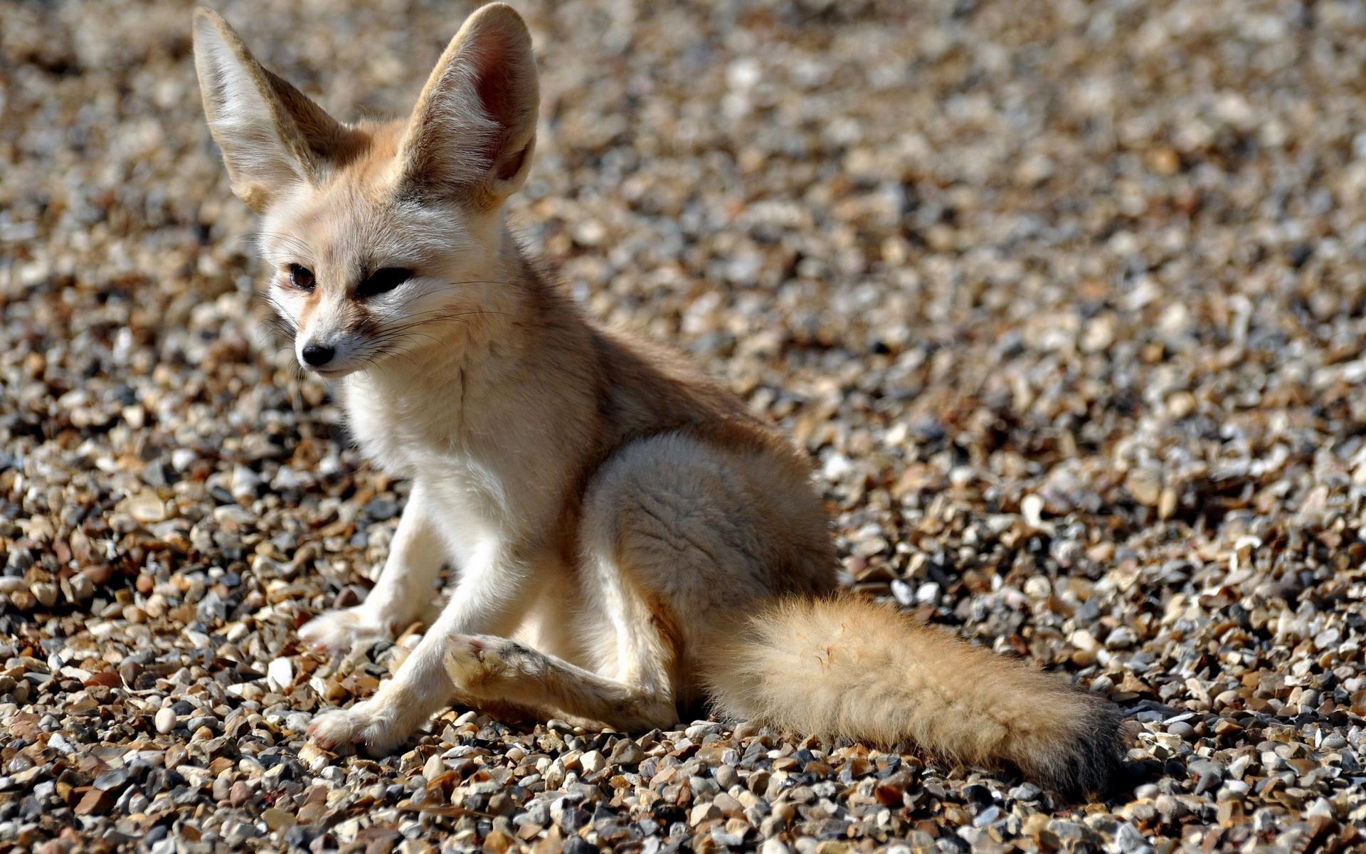 Free Fennec Fox Wallpaper