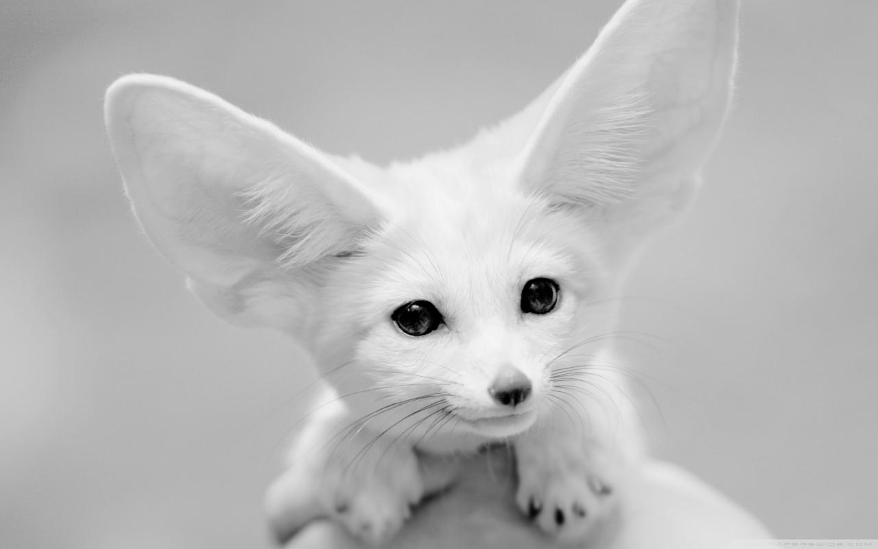 Fennec Fox Wallpaper