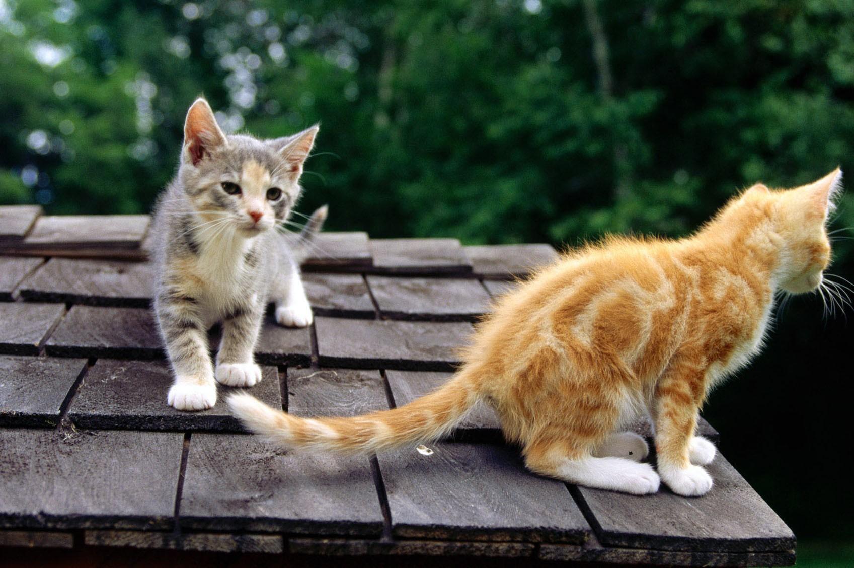 Kittens, Kitty, Cat Eye, Cute Cat Wallpaper, Cute Cats